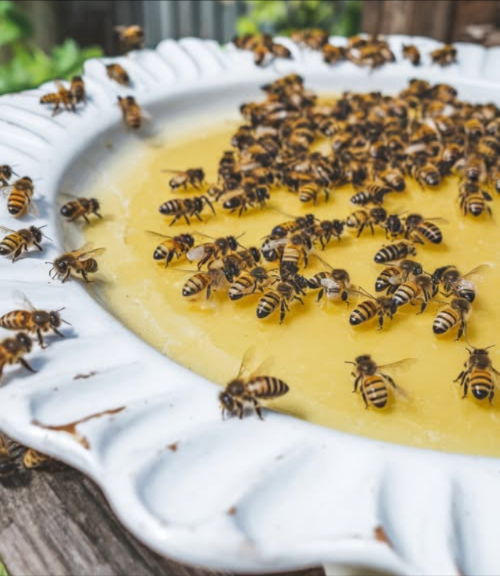 È importante notare che durante i mesi estivi ci sono meno fiori e altre fonti di cibo per le api, il che le mette in difficoltà. Inoltre, lacqua scarseggia e molte api annegano quando cercano di bere dalle piscine. Un consiglio per aiutarle è quello di grattugiare una mela e metterne i pezzi in una ciotola dacqua. In questo modo le api potranno ottenere gli zuccheri dal frutto e bere acqua senza rischiare di annegare, poiché possono atterrare sui pezzi di frutta. Le nostre popolazioni di api sono minacciate, quindi è importante sostenerle il più possibile
