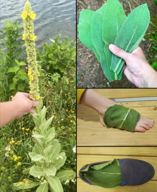 Trovare questa pianta è più prezioso che trovare denaro: la maggior parte delle persone non sa nemmeno che è una delle piante più potenti e cresce ovunque.
 Foglie di verbasco sotto i piedi  Benefici sorprendenti!
 Cosa fanno per te
 Migliorano la respirazione
 Sostengono i polmoni
 Liberano le vie nasali
蠟 Calmano la tosse
 Alleviano i sintomi dellasma
裸 Supportano contro raffreddore e influenza
 Riducono stress e nervosismo
 Favoriscono un sonno profondo
 Aiutano a eliminare tossine
禮 Calmano piedi stanchi e gonfi
林 Ammorbidiscono talloni secchi
啕 Favoriscono la cicatrizzazione
 Leniscono pruriti e irritazioni
 Combattono i cattivi odori
 Antifungine naturali
 Stimolano la circolazione
 Rilassano i nervi
例 Contro le gambe senza riposo
 Alleviano dolori muscolari
 Calmano linfiammazione
領 Utile per lartrite plantare
 Favoriscono il drenaggio del calore
 Ricaricano energia
淪 Nutrono la pelle
識 Puliscono in modo delicato
 Attivano il flusso linfatico
 Rinfrescano dal calore
喝 Aiutano con le vene varicose
罹 Regalano relax e comfort
 Come usarle passo dopo passo
1 Raccogli foglie pulite fresche o secche
2 Ammorbidiscile se secche con vapore o acqua calda
3 Lava e asciuga i piedi
4 Applica le foglie lato morbido sulla pelle
5 Indossa calzini di cotone
6 Tieni per la notte o qualche ora
7 Facoltativo: un velo dolio prima dellapplicazione
 Attenzione
 Fai una prova su una piccola zona di pelle
 Usa foglie non trattate né contaminate
 Rimedio naturale, non sostituisce cure mediche
 Un gesto semplice, naturale e rilassante perfetto da provare stanotte!
 I tuoi piedi e i tuoi polmoni ti ringrazieranno!