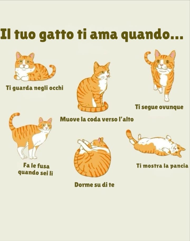 Il tuo gatto ti ama quando 

 Ti guarda negli occhi con dolcezza
 Ti segue ovunque tu vada
 Muove la coda verso lalto in segno di felicità
 Dorme su di te cercando calore e sicurezza
 Fa le fusa quando sei vicino
 Ti mostra la pancia come segno di fiducia

 Piccoli gesti quotidiani che dimostrano quanto il tuo micio ti voglia bene! 李
