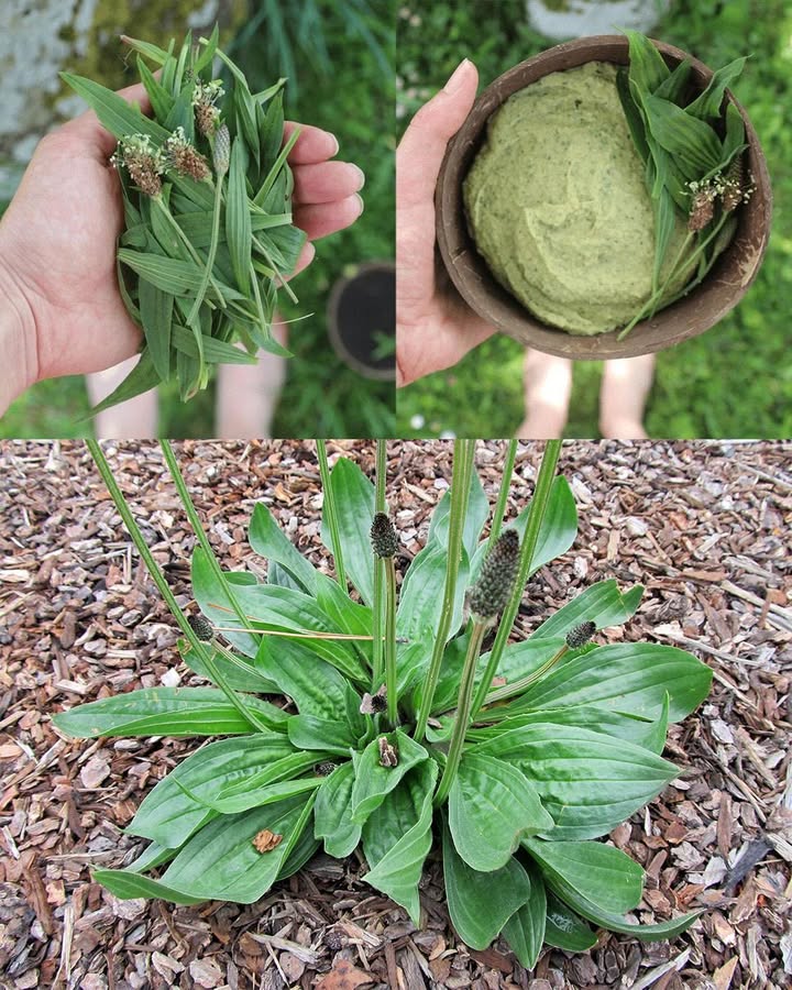 Piantaggine Lanceolata Plantago lanceolata: Benefici Straordinari e Usi Pratici 

Questa pianta umile ma potente, comune nei campi e lungo i bordi delle strade, è un vero scrigno di proprietà curative. Utilizzata da secoli nella medicina tradizionale, offre numerosi rimedi naturali facili da integrare nella vita quotidiana.

 15 Benefici Principali della Piantaggine Lanceolata

Lenisce tosse e bronchite 蠟

Riduce infiammazioni e dolori 

Favorisce la cicatrizzazione delle ferite 啕

Calma irritazioni cutanee e punture 

Migliora la digestione e riduce gonfiore 

Rafforza il sistema immunitario 

Allevia il mal di gola con gargarismi 

Favorisce la salute urinaria 

Depura il fegato e lorganismo 

Riduce i sintomi delle allergie stagionali 

Protegge la salute orale e gengivale 醴

Supporta il cuore e la circolazione 

Calma crampi e spasmi muscolari 

Migliora la pelle e contrasta lacne 

Combatte batteri e funghi 裂

 Come Usarla al Meglio
 Tisana: foglie fresche o secche in infusione 510 min per gola, digestione e respirazione.
 Cataplasma: foglie schiacciate su ferite, punture o irritazioni.
 Olio o unguento: foglie in olio doliva o cocco, ideale per massaggi e problemi cutanei.
 In cucina: foglie giovani crude in insalata o cotte in minestre e saltati.
 Collutorio naturale: infuso per gengive sane e alito fresco.
 Bevanda detox: frullato con acqua e limone per depurare il corpo.

 Con la Piantaggine lanceolata hai un alleato naturale contro disturbi comuni e un potente sostegno al benessere quotidiano.