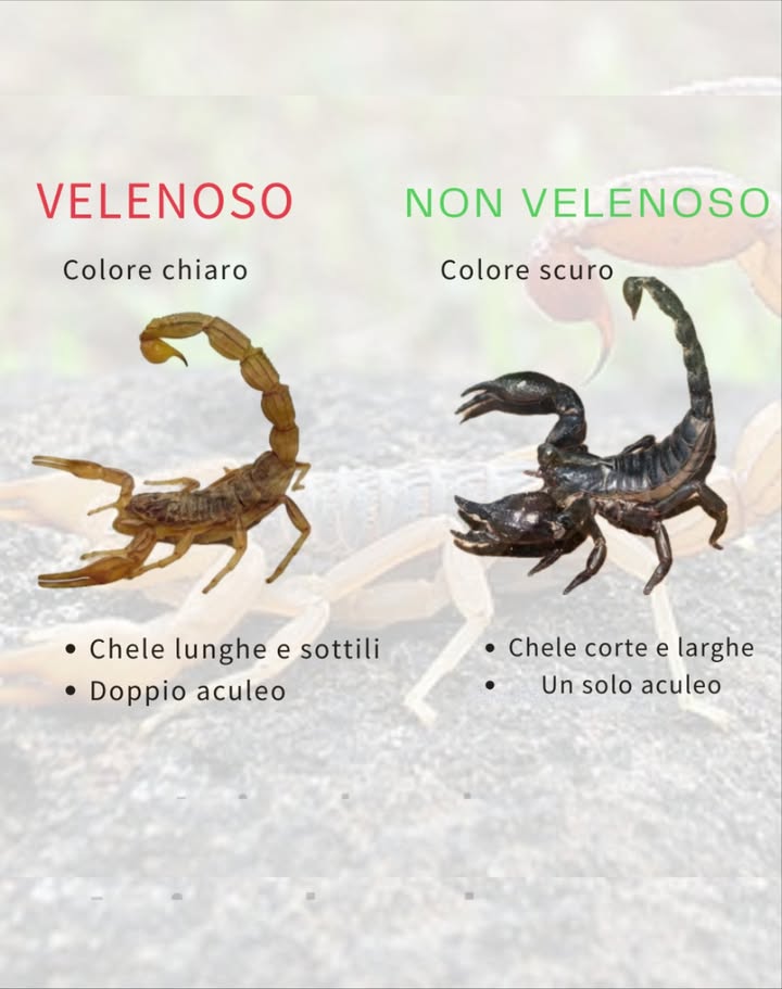 廬 Scorpioni: come riconoscere quelli velenosi

Velenoso
 Colore chiaro
 Chele lunghe e sottili
 Doppio aculeo

Non velenoso
 Colore scuro
 Chele corte e larghe
 Un solo aculeo

 I colori e la forma delle chele possono aiutare a distinguere rapidamente le specie più pericolose da quelle innocue, proteggendo te e lambiente naturale che le ospita.
