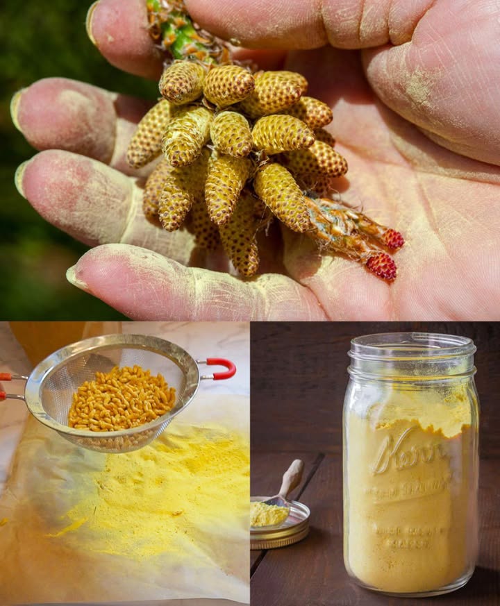 Polline di Pino: la Polvere dOro della Natura 
Da secoli il polline di pino è considerato un superalimento dorato per la sua ricchezza di nutrienti e i suoi effetti rinvigorenti. Nelle antiche tradizioni orientali veniva usato per aumentare lenergia vitale, riequilibrare gli ormoni e sostenere la salute generale del corpo. Oggi la scienza conferma molte delle sue proprietà: è una vera fonte di forza naturale, utile per uomini e donne di ogni età.
 40 Benefici del Polline di Pino
 Stimola naturalmente il testosterone e la vitalità maschile
 Dona energia e riduce la stanchezza
 Migliora la fertilità in entrambi i sessi
 Equilibra gli ormoni e sostiene il benessere femminile
 Rafforza le difese immunitarie
 Aumenta la resistenza fisica e la forza muscolare
 Contrasta linvecchiamento cellulare
 Migliora la pelle, rendendola più elastica e luminosa
 Protegge il fegato e favorisce la depurazione
 Migliora lumore e riduce lo stress
 Sostiene la circolazione e la salute del cuore
 Migliora memoria e concentrazione
 Favorisce la respirazione e la salute dei polmoni
 Stimola il metabolismo e aiuta a mantenere il peso forma
 Rinforza ossa e articolazioni
 Regola la digestione e lappetito
 Sostiene la tiroide e lequilibrio energetico
 Aiuta a dormire meglio
 Favorisce la salute della prostata
 Rinforza capelli e unghie
 Migliora la vista e la salute oculare
 Riduce infiammazioni e dolori articolari
 Aiuta a bilanciare la glicemia
 Favorisce il recupero muscolare dopo lattività fisica
 Protegge da radicali liberi e stress ossidativo
 Migliora la circolazione cutanea, donando luminosità
 Aiuta durante PMS e menopausa
 Sostiene le ghiandole surrenali e la risposta allo stress
 Mantiene sani i reni e il sistema cardiovascolare
 Favorisce il colesterolo buono HDL
 Contrasta la fatica negli anziani
 Agisce come multivitaminico naturale, ricco di zinco, magnesio e vitamine del gruppo B
 Come Raccogliere il Polline di Pino
Trova lalbero giusto: in primavera, i pini maschi producono i piccoli coni gialli amenti.
Raccogli al momento ideale: quando la polvere gialla si libera facilmente al tocco.
Raccogli gli amenti: mettili delicatamente in un sacchetto pulito.
Asciugali: disponili su carta assorbente in luogo asciutto per 12 giorni.
Estrai il polline: sfrega o scuoti gli amenti sopra una ciotola.
Filtra la polvere: passa con un setaccio fine.
Conservalo bene: in barattolo di vetro, al buio e al fresco; puoi anche congelarlo.
 Come Usarlo
 Nel frullato: 1 cucchiaino per una spinta di energia.
 Con miele grezzo: crea una pasta tonificante.
 Sul cibo: spolvera su yogurt, avena o insalate.
 In tisana: mescola in acqua tiepida non bollente.
 In capsule: per unassunzione più pratica.
 In tintura: lascia macerare nel liquore es. vodka per 23 settimane e filtra.
Il polline di pino è un dono potente: inizia sempre con piccole dosi  cucchiaino al giorno e ascolta il tuo corpo. Alcune persone possono essere sensibili o allergiche, quindi è bene provarlo con cautela.
 Una polvere dorata capace di rinforzare corpo e mente, riportando equilibrio ed energia dalla radice della natura.