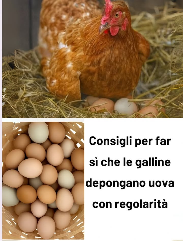 讀 Consigli per far deporre le galline in modo costante 
1 Acqua di qualità
 Acqua pulita e fresca ogni giorno.
 Ogni gallina consuma circa 0,5 L al giorno di più con il caldo.
 Abbeveratoi sufficienti: 1 ogni 10 galline.
2 Ridurre lo stress
 Routine stabile senza cambiamenti bruschi.
 Evitare rumori forti e predatori nelle vicinanze.
 Inserire nuovi animali solo con periodo di adattamento.
3 Apporto di calcio
讀 Gusci duovo cotti e triturati o gusci dostrica.
讀 Calcio in mangiatoia separata.
讀 Fondamentale per evitare gusci molli.
4 Spazio sufficiente
 0,5 m per gallina allinterno del pollaio.
 1 m per gallina nel recinto esterno.
 Il sovraffollamento provoca stress, malattie e comportamenti aggressivi.
5 Controllo dei parassiti
 Controllo mensile contro pidocchi, acari e vermi.
襁 Polvere antiparassitaria nel pollaio e sverminazione interna.
襁 I parassiti riducono la produzione di uova e danneggiano la salute.
6 Pulizia del pollaio
粒 Rimuovere regolarmente gli escrementi.
粒 Pulire zone di riposo e nidi.
粒 Cassetti estraibili facilitano il lavoro.
7 Supporto durante la muta
 Aumentare proteine al 20-22 %.
 Fornire integratori vitaminici.
 Snack proteici: larve di insetti o crocchette per gatti.
8 Mangime di qualità
 Mangime bilanciato con 16 % di proteine.
 Integrare con erbe, insetti, frutta e verdura.
 Evitare eccesso di carboidrati pane, pasta.
9 Illuminazione supplementare con cautela
 14 ore di luce per mantenere la produzione.
 In inverno, usare luce artificiale moderata.
 Un eccesso accorcia la vita produttiva.
 Consigli finali
 Alimentazione equilibrata e acqua fresca sempre disponibili.
 Routine tranquilla e ambiente pulito garantiscono galline sane e produttive.
 Osservare regolarmente il loro stato fisico e comportamento per prevenire problemi.
#ConsigliGalline #PollaioFelice #VitaRurale