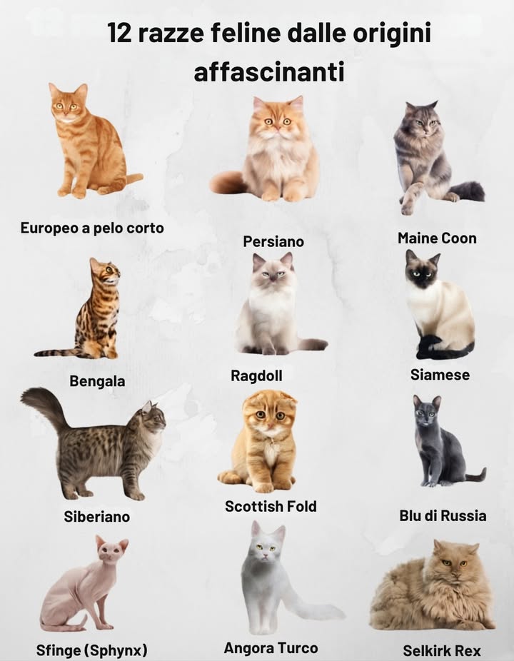 Dai templi dellantico Egitto alle case moderne, i gatti sono sempre stati simbolo di eleganza, mistero e connessione con lessere umano. Con oltre 70 razze riconosciute, ognuna racconta una storia unica, segnata da culture, climi e civiltà.

 15 razze feline dalle origini affascinanti

Europeo a pelo corto  Europa e Asia
Discende dal gatto selvatico africano ed europeo.

Persiano  Iran
Sinonimo di eleganza e nobiltà fin dal XVI secolo.

Maine Coon  Stati Uniti
Gigante gentile nato nel Maine nel XIX secolo.

Bengala  Stati Uniti
Bellezza selvaggia con animo domestico.

Ragdoll  Stati Uniti
Dolcezza californiana degli anni 60.

Siamese  Thailandia
Eleganza millenaria delle corti reali.

Siberiano  Russia
Forza e dolcezza dal cuore della Siberia.

Scottish Fold  Scozia
Orecchie piegate, fascino scozzese.

Blu di Russia  Russia
Mistero e raffinatezza dal XIX secolo.

Sphynx  Canada
Senza pelo, ma con una grande personalità.

Angora Turco  Turchia
Bellezza antica dellAnatolia.

Selkirk Rex  Stati Uniti
Ricci unici nati nel Montana.

Europeo a pelo lungo  Europa e Asia
Eleganza ereditata dal gatto selvatico.

Europeo a pelo corto  Europa e Asia
Nobiltà nella sua forma più semplice.

Orientale  Asia
Stile esotico del XIX secolo.

 Ogni razza è un viaggio nella storia e nella cultura del mondo.
Bellezza, carattere e lignaggio felino nella loro massima espressione.