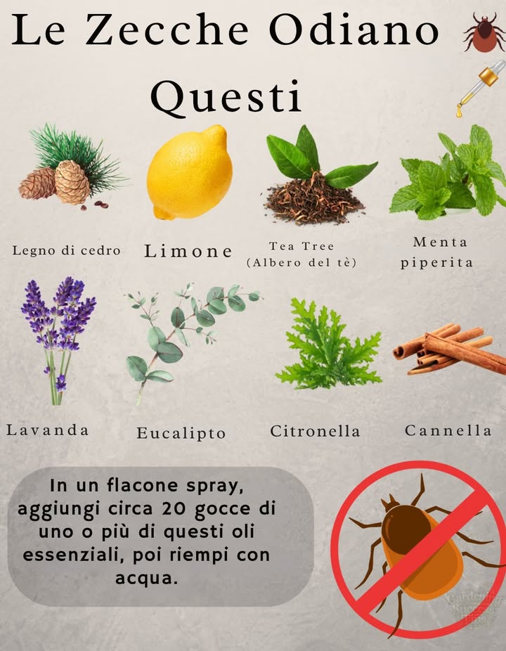 Tieni lontane le zecche con questi profumi naturali

In uno spray:
 Aggiungi circa 20 gocce degli oli essenziali scelti
 Riempi con acqua fino allorlo
 Agita bene e spruzza su vestiti, animali con cautela o attrezzi da giardino

 Niente sostanze chimiche. Niente punture. Solo protezione naturale a base di piante.