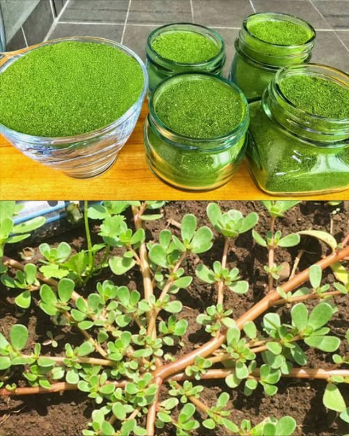 30 motivi per valorizzare la Portulaca: la miniera doro del giardino 
 Benefici Naturali
易 Omega-3: Cuore e cervello protetti
 Antinfiammatoria: Riduce dolore e gonfiore
領 Ossa forti: Ricca di calcio e magnesio
 Vista sana: Vitamina A e beta-carotene
 Difese attive: Vitamine C ed E
 Intestino sano: Mucillagine e fibre
 Poche calorie: Ideale per dieta
 Diuretico dolce: Elimina liquidi
 Capelli forti: Stimola crescita e lucentezza
 Rilassante: Magnesio per il sonno
 Usi Quotidiani
 Tisana digestiva: Fegato e reni ringraziano
綾 Cruda in insalata: Leggera e nutriente
遼 Nei frullati: Booster vitaminico
 Maschera viso: Acne e punture calmate
 In padella: Con aglio e olio EVO
禮 Pediluvio rinfrescante: Piedi sgonfiati
流 Ghiaccio lenitivo: Per la pelle irritata
 Polvere essiccata: Aggiunta a zuppe e brodi
 In breve
Una pianta rustica ma ricchissima. La Portulaca è un tesoro verde: cura, nutre e protegge  dalla tavola alla pelle.
