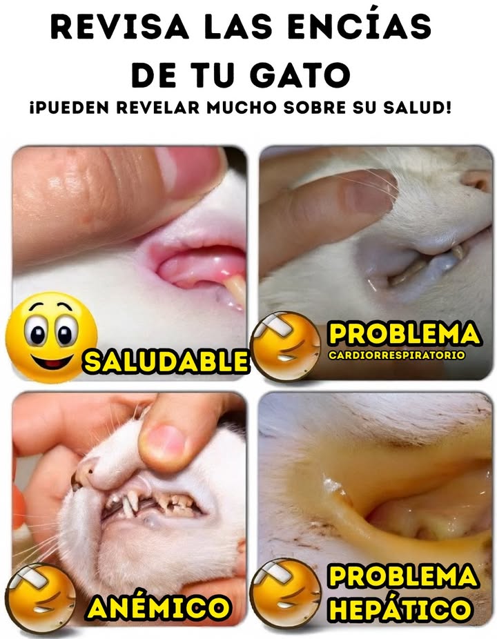 Revisa las encías de tu gato: pueden revelar mucho sobre su salud! 

 Saludable  Encías rosadas y brillantes.
 Problema cardiorrespiratorio  Encías azuladas o moradas.
懶 Anémico  Encías muy pálidas.
 Problema hepático  Encías amarillentas.

 Un simple vistazo puede ayudarte a detectar problemas a tiempo.
Si notas algo extraño, lleva a tu gato al veterinario. 喙

#Gatos #SaludFelina #CuidadoDeMascotas