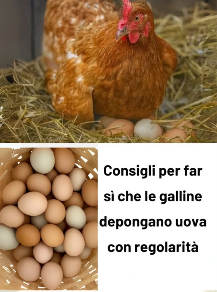 讀 Consigli per far deporre le galline in modo costante 
1 Acqua di qualità
 Acqua pulita e fresca ogni giorno.
 Ogni gallina consuma circa 0,5 L al giorno di più con il caldo.
 Abbeveratoi sufficienti: 1 ogni 10 galline.
2 Ridurre lo stress
 Routine stabile senza cambiamenti bruschi.
 Evitare rumori forti e predatori nelle vicinanze.
 Inserire nuovi animali solo con periodo di adattamento.
3 Apporto di calcio
讀 Gusci duovo cotti e triturati o gusci dostrica.
讀 Calcio in mangiatoia separata.
讀 Fondamentale per evitare gusci molli.
4 Spazio sufficiente
 0,5 m per gallina allinterno del pollaio.
 1 m per gallina nel recinto esterno.
 Il sovraffollamento provoca stress, malattie e comportamenti aggressivi.
5 Controllo dei parassiti
 Controllo mensile contro pidocchi, acari e vermi.
襁 Polvere antiparassitaria nel pollaio e sverminazione interna.
襁 I parassiti riducono la produzione di uova e danneggiano la salute.
6 Pulizia del pollaio
粒 Rimuovere regolarmente gli escrementi.
粒 Pulire zone di riposo e nidi.
粒 Cassetti estraibili facilitano il lavoro.
7 Supporto durante la muta
 Aumentare proteine al 20-22 %.
 Fornire integratori vitaminici.
 Snack proteici: larve di insetti o crocchette per gatti.
8 Mangime di qualità
 Mangime bilanciato con 16 % di proteine.
 Integrare con erbe, insetti, frutta e verdura.
 Evitare eccesso di carboidrati pane, pasta.
9 Illuminazione supplementare con cautela
 14 ore di luce per mantenere la produzione.
 In inverno, usare luce artificiale moderata.
 Un eccesso accorcia la vita produttiva.
 Consigli finali
 Alimentazione equilibrata e acqua fresca sempre disponibili.
 Routine tranquilla e ambiente pulito garantiscono galline sane e produttive.
 Osservare regolarmente il loro stato fisico e comportamento per prevenire problemi.
#ConsigliGalline #PollaioFelice #VitaRurale