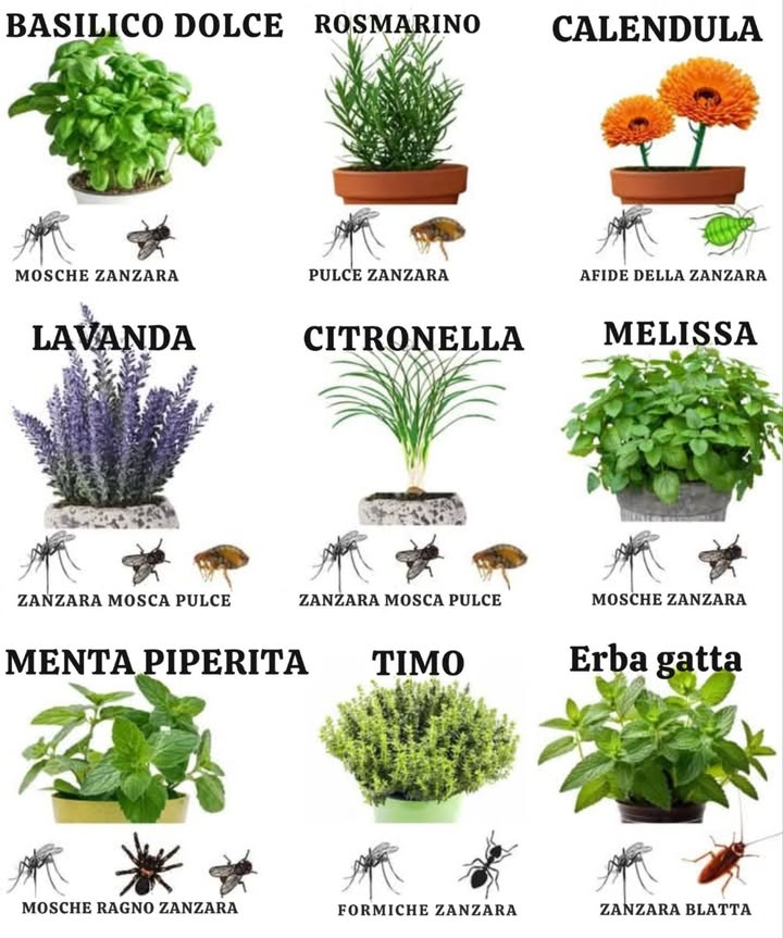 Difesa naturale contro gli insetti in giardino: 11 piante repellenti! 烈
Proteggi il tuo giardino senza usare pesticidi chimici! Ecco 11 piante che allontanano in modo naturale gli insetti fastidiosi:
 Basilico  Tiene lontani mosche e zanzare 烈
 Lavanda  Perfetta contro tarme, pulci, mosche e zanzare 
 Citronella  Un classico repellente per zanzare 烈
 Tagete o Calendula  Scaccia zanzare, afidi e persino i conigli! 
 Menta  Ottima contro zanzare, formiche e topi 
 Erba gatta  Repellente naturale per zanzare, formiche e scarafaggi 
 Crisantemo  Allontana scarafaggi, formiche, coleotteri, zecche e pesciolini dargento 
 Aglio  Protegge da afidi, zanzare e tarme 龍烈
 Rosmarino  Scaccia mosche, zanzare e falene 
 Petunie  Difendono da afidi, larve di pomodoro e coleotteri dellasparago 
 Citronella Cymbopogon nardus  Altro potente repellente per zanzare 烈
 Integrare queste piante nel giardino è unalternativa naturale ed efficace agli insetticidi chimici! Il tuo spazio verde sarà più sano, profumato e protetto!