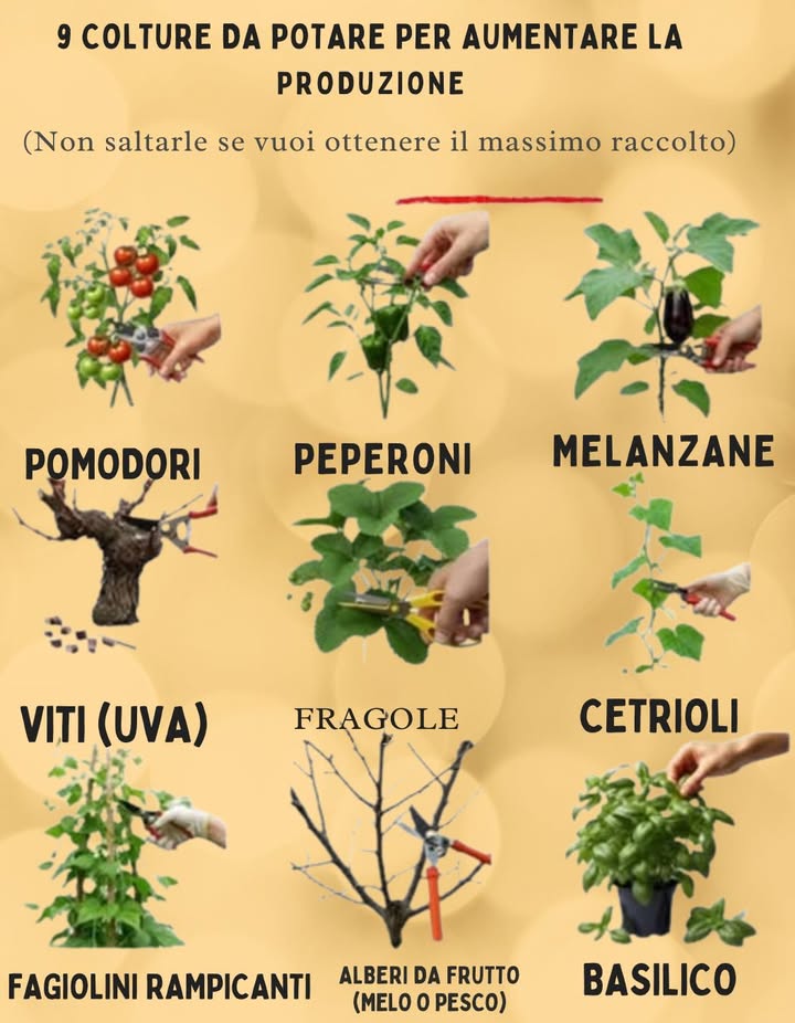 9 colture che DEVONO essere potate per produrre di più
Pomodori 
 Perché: Migliora la circolazione dellaria, riduce le malattie, concentra lenergia sui frutti.
 Da potare: Germogli ascellari tra fusto e ramo e foglie ingiallite inferiori.

Peperoni dolci e piccanti 
 Perché: Favorisce la ramificazione e una migliore fruttificazione.
 Da potare: La cima delle piante giovani a 1520 cm di altezza e foglie interne troppo fitte.

Melanzane 
 Perché: Meno frutti ma più grandi e migliore ventilazione.
 Da potare: Foglie inferiori, germogli laterali e polloni quando iniziano a formarsi i frutti.

Viti 
 Perché: La potatura severa migliora la qualità delluva.
 Da potare: In inverno, tagliare il 90% della crescita dellanno, lasciando 12 tralci principali.

Fragole rifiorenti di giugno 
 Perché: Controlla i stoloni e rafforza il cuore della pianta.
 Da potare: Stoloni dopo la raccolta, foglie vecchie in autunno o inizio primavera.

Cetrioli soprattutto in spazi piccoli o coltivazione verticale 勒
 Perché: Favorisce la circolazione dellaria e la formazione dei frutti.
 Da potare: Foglie basse e germogli laterali sotto i primi 57 nodi.

Fagiolini rampicanti 齃
 Perché: Lenergia si concentra sui baccelli, specialmente in caso di crescita densa.
 Da potare: Le punte apicali quando raggiungono la cima del supporto; diradare i tralci.

Alberi da frutto pesco, melo, fico… 
 Perché: Forma la chioma, migliora la luce sui frutti, previene le malattie.
 Da potare: In riposo vegetativo, eliminare rami incrociati o deboli.

Basilico e altre erbe aromatiche menta, origano… 
 Perché: Evita la fioritura e stimola la produzione di foglie.
 Da potare: Pizzicare i boccioli e i primi centimetri regolarmente.