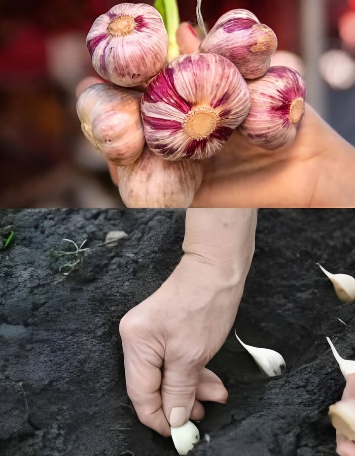 Salare laglio prima di piantarlo? Un antico trucco per teste grandi e sane!
Ecco come prepararlo in modo semplice e naturale:
 Sciogli 1 cucchiaio di sale in 1 litro dacqua tiepida
 Separa gli spicchi dalla testa e immergili nella soluzione per 1520 min
 Scola e lascia asciugare completamente gli spicchi
 Pianta nel terreno con la punta verso lalto, 78 cm tra ogni spicchio e 20 cm tra le file
 Copri con foglie secche, torba o compost se linverno è rigido
 In primavera, rimuovi la copertura e ammira i primi germogli!
 Questo metodo protegge da malattie e parassiti, favorendo uno sviluppo forte e sano!