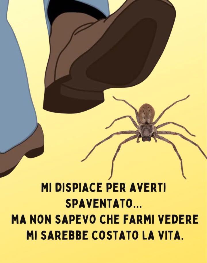 I ragni evitano luomo e nella maggior parte dei casi non sono pericolosi.
Se ne avvistate uno in casa, trasferitelo delicatamente allesterno invece di ucciderlo.
Non vogliono prendervi, stanno solo cercando di vivere.
Siate gentili con tutti i tipi di animali.
