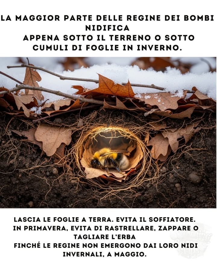 In questo momento, sotto il fogliame e nascosti in piccole tasche di terra, stanno riposando gli impollinatori della prossima primavera.
Se smuovi il terreno  rastrellando, zappando o soffiando le foglie  puoi distruggere unintera colonia prima che la stagione inizi.

 La maggior parte delle regine sverna appena sotto il suolo
 Molte si rifugiano tra cumuli di foglie, rami o erba alta
 Emergono tra fine aprile e maggio per fondare una nuova colonia
 Le pulizie anticipate del giardino = perdite silenziose che non vediamo

 Lascia le foglie dove sono.
 Evita il soffiatore.
 Rimanda raking e sfalcio finché la primavera non scalda.

Un giardino silenzioso ora significa un giardino pieno di vita più avanti.
Proteggi le regine  tutto fiorisce grazie a loro.