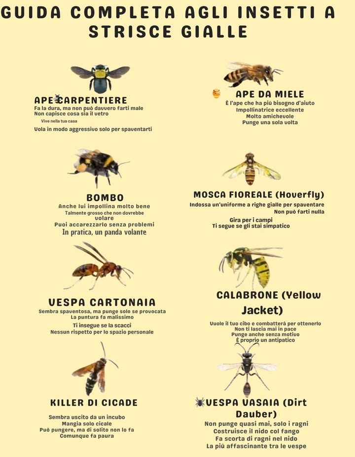 Le api svolgono un ruolo fondamentale nellimpollinazione: conoscerne le tipologie aiuta a sostenere la biodiversità nel vostro giardino:

Le api sociali, come i bombi e le api mellifere, vivono in colonie e impollinano unampia gamma di colture. Sono particolarmente attive nei periodi più freddi e sono quindi impollinatori affidabili per le prime fioriture.

Le api solitarie, come le api muratrici, tagliafoglie e carpentiere, non formano alveari. Sono impollinatori efficienti – alcuni sono fino a tre volte migliori delle api mellifere per visita – e meno propensi a pungere.

Predisponete alberghi per api o fasci di steli cavi per attirare le api solitarie e coltivate fiori diversi per sostenere entrambi i tipi di api per tutta la stagione. Evitate i pesticidi per mantenere al sicuro questi laboriosi impollinatori