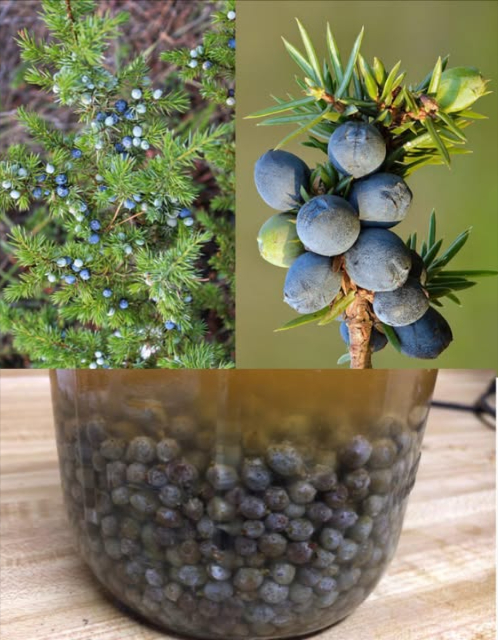 Se vedi questa pianta, sei seduto su una miniera doro e non lo sai nemmeno! La maggior parte delle persone non lo sa… 
Ginepro: 20 Straordinari Benefici e Come Utilizzarlo 
Il ginepro Juniperus è una pianta preziosa e versatile, nota da secoli per le sue proprietà medicinali, culinarie e aromatiche. Le sue bacche e i suoi estratti sono usati nella medicina tradizionale di molte culture per favorire la digestione, depurare lorganismo e rinforzare le difese naturali.
 20 Benefici del Ginepro
1 Sostiene la digestione  stimola gli enzimi digestivi e aiuta lassorbimento dei nutrienti.
2 Effetto diuretico  favorisce leliminazione dei liquidi in eccesso e depura i reni.
3 Antiossidante naturale  protegge le cellule dai radicali liberi.
4 Antinfiammatorio  allevia dolori articolari e infiammazioni.
5 Rinforza il sistema immunitario  grazie alle proprietà antimicrobiche.
6 Sollievo respiratorio  libera le vie aeree e calma la tosse.
7 Regola la glicemia  sostiene lequilibrio dei livelli di zucchero nel sangue.
8 Analgesico naturale  utile per dolori muscolari o articolari.
9 Cura la pelle  migliora acne, eczema e psoriasi.
 Favorisce la cicatrizzazione  accelera la guarigione di piccole ferite.
11 Riduce lo stress  rilassa corpo e mente in aromaterapia.
12 Stimola lappetito  ideale per chi soffre di inappetenza.
13 Sostiene il cuore  migliora la circolazione sanguigna.
14 Depura il fegato  favorisce leliminazione delle tossine.
15 Cura dei capelli  rinforza e riduce la forfora.
16 Azione antimicrobica  combatte batteri e funghi naturalmente.
17 Aiuta a gestire il peso  stimola il metabolismo e riduce la ritenzione idrica.
18 Protegge le vie urinarie  previene infezioni e infiammazioni.
19 Effetto anti-age  mantiene la pelle elastica e luminosa.
20 Rinfresca lalito  agisce come collutorio naturale antibatterico.
 Come Usare il Ginepro
 1 Tisana digestiva e drenante
Ingredienti:
 1 cucchiaino di bacche di ginepro essiccate
 1 tazza dacqua bollente
Preparazione:
Schiaccia leggermente le bacche e versaci sopra lacqua bollente.
Lascia in infusione 10 minuti, filtra e bevi 12 volte al giorno.
 Aiuta contro gonfiore, ritenzione e digestione lenta.
Consiglio: aggiungi miele o limone per un sapore più gradevole.
 2 Olio al ginepro per pelle e articolazioni
Ingredienti:
 10 gocce di olio essenziale di ginepro
 2 cucchiai di olio vettore cocco, mandorla o oliva
Preparazione e uso:
Mescola e massaggia sulle zone doloranti o infiammate.
Ottimo anche per la pelle impura o irritata.
 Esegui sempre una prova cutanea prima dellapplicazione.
 3 Diffusione aromatica per respirazione e rilassamento
Ingredienti:
 5 gocce di olio essenziale di ginepro
 Acqua nel diffusore
Uso:
Diffondi per 1520 minuti in ambienti chiusi per ridurre stress, purificare laria e liberare le vie respiratorie.
 4 Risciacquo per capelli forti e sani
Ingredienti:
 2 tazze dacqua
 1 cucchiaio di bacche di ginepro
Preparazione:
Fai bollire per 10 minuti, lascia raffreddare e filtra.
Usa come ultimo risciacquo dopo lo shampoo per rinforzare i capelli e contrastare la forfora.
 5 Bagno detossinante al ginepro
Ingredienti:
 1 tazza di sale Epsom
 10 gocce di olio essenziale di ginepro
Preparazione:
Versa tutto in acqua calda e immergiti per 2030 minuti.
Perfetto per rilassare i muscoli, eliminare tossine e rigenerare la pelle.
 Precauzioni
 Non eccedere nelle dosi: luso prolungato può irritare i reni.
 Evita in gravidanza e durante lallattamento.
 Consulta un medico se assumi farmaci o soffri di patologie croniche.
 In sintesi:
Il ginepro è una pianta straordinaria che unisce benefici digestivi, depurativi, antinfiammatori e rilassanti.
Usato in tisane, oli o bagni aromatici, regala benessere naturale e profondo equilibrio a corpo e mente.