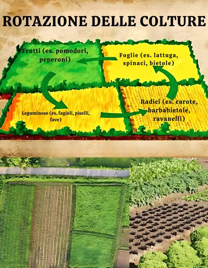 Rotazione delle Colture: Una Pratica Chiave per un Suolo Sano e Produttivo 
La rotazione delle colture è una tecnica agricola che consiste nellalternare diversi tipi di piante nello stesso terreno, seguendo cicli stagionali. 
 Come funziona?
Si dividono le colture in 4 gruppi principali:
1 Frutti  Es. pomodori, peperoni
2 Foglie  Es. lattuga, bietola, spinaci
3 Radici  Es. carote, ravanelli, barbabietole
4 Leguminose  Es. fagioli, fave: arricchiscono il terreno di azoto
 Perché è importante?
Ogni tipo di pianta ha esigenze e benefici diversi per il terreno.
 Previene il consumo eccessivo di nutrienti
 Riduce parassiti e malattie specifiche
 Migliora la struttura e la ritenzione idrica del suolo
 Le leguminose fissano lazoto e nutrono le colture successive
 Esempio di ciclo annuale:
 Anno 1: Leguminose  arricchiscono il suolo
 Anno 2: Foglie  sfruttano lazoto
 Anno 3: Frutti  richiedono più nutrimento
 Anno 4: Radici  arieggiano il terreno
 Consiglio pratico:
Non piantare lo stesso gruppo nello stesso punto per anni consecutivi!
Così il terreno rimane fertile e gli attacchi dei parassiti diminuiscono.
