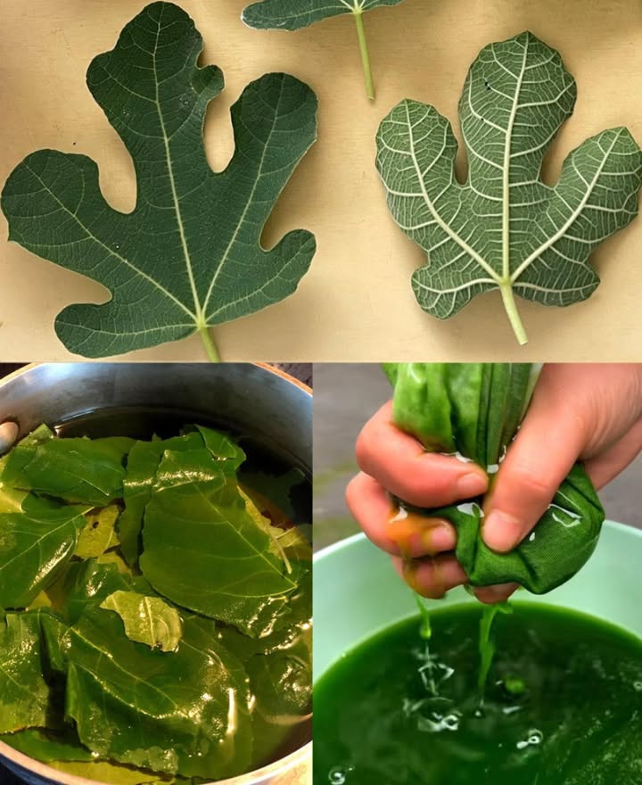 Foglie di Fico Ficus carica
Rimedio tradizionale del Mediterraneo, Medio Oriente e Asia, utile per diversi disturbi.

喝 Diabete tipo 2 / Prediabete

Regolano la glicemia, aumentano la sensibilità allinsulina.

 Tisana 12 volte al giorno o polvere in capsule/smoothie.

 Ipertensione

Rilassano i vasi sanguigni e migliorano la circolazione.

 Tisana regolare, anche con foglie dolivo.

變 Fegato grasso NAFLD

Azione antiossidante e depurativa.

 Tisana quotidiana, anche con cardo mariano o tarassaco previo parere medico.

 Reflusso / Bruciore di stomaco

Leniscono lesofago e riducono le irritazioni acide.

 Tisana calda dopo i pasti.

領 Dolori articolari / Artrite

Effetto antinfiammatorio su rigidità e gonfiore.

 Olio infuso per uso esterno o tisana quotidiana.

 Insonnia

Azione calmante e leggermente sedativa.

 Tisana 3060 min prima di dormire, con miele o camomilla.

 Gonfiore addominale / Digestione

Favoriscono la digestione e riducono i gas intestinali.

 Tisana dopo pasti pesanti, ottima con finocchio o menta.

 Problemi cutanei eczema, psoriasi, acne

Azione antibatterica e antinfiammatoria.

 Infuso da applicare con cotone o olio infuso fare test cutaneo.

律 Stress e ansia

Sostegno al sistema nervoso e rilassamento.

 Una tisana al giorno  routine rilassante.

 Gestione del peso

Supportano metabolismo e glicemia, riducono il gonfiore.

 12 tisane al giorno, abbinate a dieta e movimento.

 Modalità duso

Tisana: bollire 35 foglie secche in 23 tazze dacqua per 1015 min.

Polvere:  cucchiaino in yogurt o smoothie.

Olio infuso: lasciare in olio oliva, cocco, jojoba per alcune settimane.

Bagno calmante: aggiungere una manciata di foglie secche allacqua.

 Avvertenze

Possibili irritazioni cutanee o disturbi gastrici ad alte dosi.

Evitare in gravidanza e allattamento.

Consultare il medico se si assumono farmaci per glicemia, pressione o fegato.