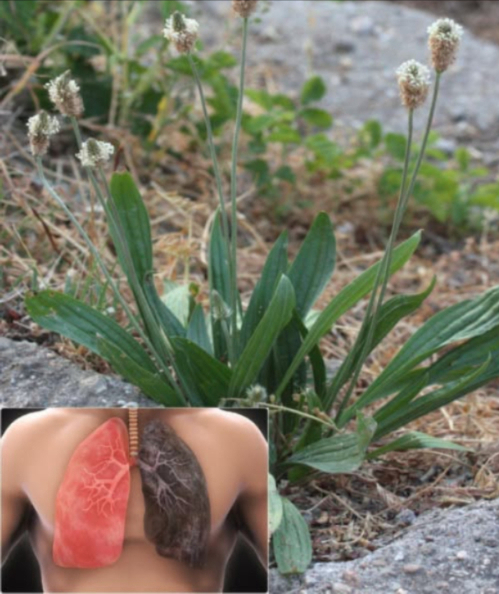 Spesso scambiata per unerbaccia perché cresce ovunque, ma ha il potere di svuotare gli ospedali…
 Plantago lanceolata  Pianta selvatica, benefici straordinari!
 Benefici principali
 Calma tosse, bronchite e libera il muco
 Riduce infiammazioni muscolari e articolari
啕 Cicatrizza e disinfetta piccole ferite
 Lenisce punture e scottature
 Migliora digestione e regolarità intestinale
 Rafforza le difese naturali
 Lenisce mal di gola ottimo per gargarismi
 Favorisce la diuresi e la salute urinaria
 Aiuta il fegato a eliminare tossine
蠟 Riduce allergie respiratorie
醴 Combatte gengiviti e rinfresca lalito
 Protegge i vasi sanguigni
 Calma crampi e spasmi
 Migliora laspetto della pelle acne, luminosità
匿 Proprietà antimicrobiche naturali
 Come usarla
 Tisana: infusione di foglie fresche o secche 510 min
喙 Impacco: foglie schiacciate su pelle o ferite
 Olio/pomata: macerato in olio vegetale
綾 In cucina: foglie giovani in zuppe o insalate
醴 Collutorio: infuso tiepido per igiene orale
遼 Detox: frullato con acqua  limone
 Usare con cautela: chiedi sempre consiglio medico, specialmente in gravidanza o con patologie.
 Una pianta comune con poteri straordinari: semplice, utile e 100% naturale!