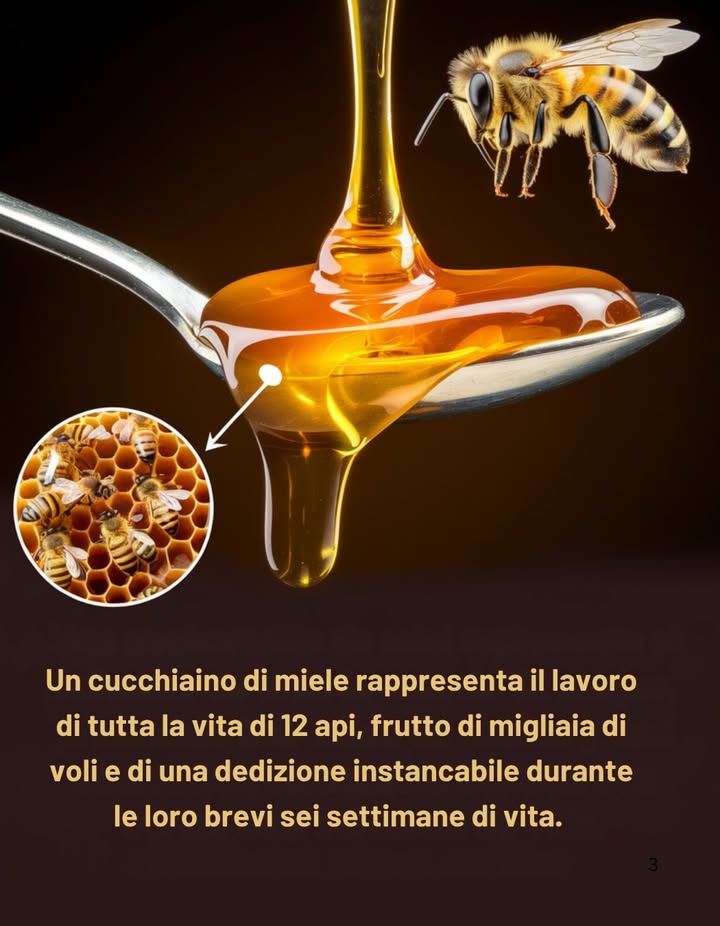Un Cucchiaino di Miele = Una Vita di Lavoro
Ununica ape produce appena 1/12 di cucchiaino nei suoi sei settimane di vita.
Migliaia di fiori, voli instancabili e un lavoro di squadra perfetto
tutto per una sola goccia dorata.

Un capolavoro silenzioso delle più piccole lavoratrici della natura. 

#SalviamoLeApi  #SaggezzaNaturale
