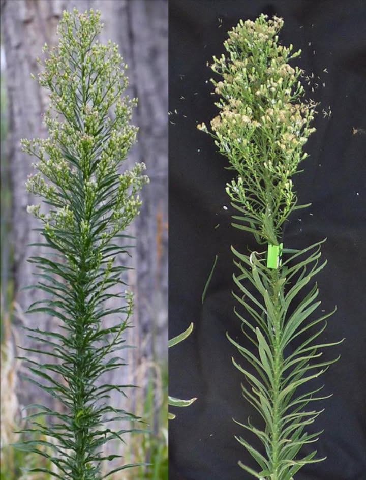 Forse hai visto questa “erbaccia” crescere ovunque, ma non hai mai saputo il suo potere…
 Horseweed Erigeron canadensis: lerba spontanea che sorprende! 
 Benefici principali, con un tocco verde e naturale
喝 Stop alle piccole emorragie
Foglie fresche pestate direttamente sulla ferita.
 Antinfiammatoria naturale
Infuso caldo come impacco su zone dolenti.
 Digestione serena
Una tisana al giorno aiuta stomaco e intestino.
 Diuretico delicato
Elimina liquidi in eccesso e sgonfia.
 Contro la diarrea
Decotto tiepido da bere al bisogno.
 Mal di denti?
Radice fresca da masticare o sciacqui con infuso.
啕 Guarigione accelerata
Foglie schiacciate su tagli e abrasioni.
 Sollievo durante il ciclo
Tè caldo per attenuare i crampi mestruali.
 Gola infiammata
Gargarismi con infuso 23 volte al giorno.
 Vie urinarie in equilibrio
Tisana leggera per depurare con parere medico.
 Afte addio
Risciacqui con infuso freddo mattina e sera.
烈 Punture di insetti?
Foglie fresche strofinate direttamente sulla pelle.
林 Tonico viso naturale
Tè freddo applicato con batuffolo come astringente.
洛 Mal di testa in arrivo?
Impacco caldo sulla fronte.
匿 Contro i funghi cutanei
Lava la zona con infuso due volte al giorno.
 Irritazioni della pelle
Garza imbevuta con infuso tiepido o diluito.
 Polmoni più liberi
Inalazioni di vapore o sorseggiare il tè.
粒 Depurazione quotidiana
Una tazza al giorno per una settimana.
領 Dolori articolari
Impacco caldo sulle zone rigide o doloranti.
 Insetti lontani
Strofina le foglie sulla pelle o appendile negli spazi esterni.
 Come preparare il tè
1 1 cucchiaino di foglie secche o una manciata fresche
2 Bollire in 1 tazza dacqua per 10 minuti
3 Filtra, usa caldo o freddo secondo necessità
 Attenzione
Non usare in gravidanza, allattamento o con farmaci. Consulta un medico o erborista prima delluso.
 Unerba comune… con poteri straordinari!