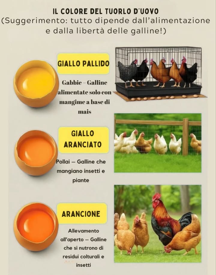 Cosa rivela il colore del tuorlo 
 Giallo chiaro: galline in gabbia, mangime industriale  meno nutrienti.
 Giallo-arancio: allevate in pollaio, dieta con piante e insetti  tuorli ricchi di nutrienti.
 Arancione intenso: allevate allaperto, pascolo naturale  alto contenuto di Omega-3 e vitamine.  Lo standard doro delle uova!
Il colore del tuorlo riflette la salute e lalimentazione della gallina. Più è arancione, più luovo è ricco di nutrienti!