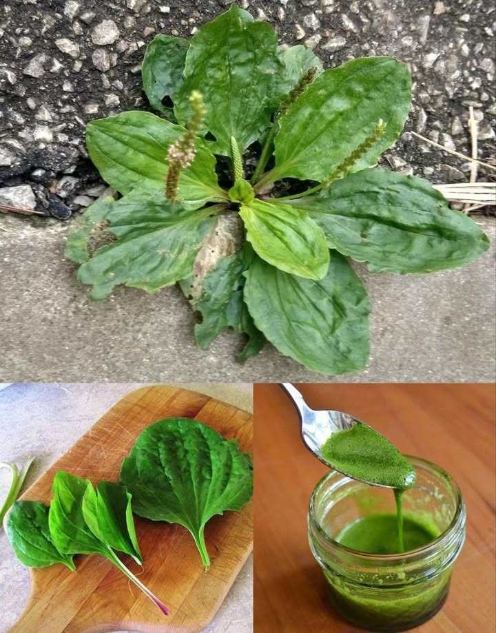 Non calpestate mai questerba: è considerata una “miniera doro” nel giardino.
 Plantago Maggiore: LErba Versatile che Cura Dentro e Fuori 

 Proprietà antinfiammatorie
Lenisce dolori articolari, artrite e disturbi intestinali cronici.

啕 Cicatrizzazione rapida
Accelera la guarigione di ferite, riduce il gonfiore e previene infezioni.

 Supporto digestivo
Mucillagini che calmano gastriti, ulcere e intestino irritabile.

贈 Sollievo respiratorio
Espettorante naturale contro tosse, bronchite e asma.

裂 Azione antimicrobica
Combatte virus, batteri e funghi. Ottimo per influenza, raffreddore e infezioni urinarie.

綾 Ricco di nutrienti
Vitamine A, C, K  ferro e calcio. Rafforza il sistema immunitario, ossa e pelle.

 Cura per la pelle
Allevia eczemi, psoriasi, acne grazie a proprietà calmanti e purificanti.

 Sollievo dal dolore
Efficace contro mal di testa, dolori mestruali e mal di denti.

喝 Controllo glicemico
Aiuta a regolare lo zucchero nel sangue e la sensibilità allinsulina.

 Effetto detox
Favorisce leliminazione di tossine tramite fegato e reni.

 MODI DI UTILIZZO DEL PLANTAGO MAGGIORE:

 Tisana curativa
Infondere foglie secche in acqua calda. Fino a 3 tazze al giorno.

 Unguento lenitivo
Foglie  olio doliva  cera dapi. Ideale per ferite, scottature e punture.

 Cataplasma fresco
Foglie schiacciate applicate direttamente sulle ferite per favorire la cicatrizzazione.

綾 In cucina
Foglie giovani crude in insalata o cotte come spinaci. Sapore amaro-terroso.

 Tintura naturale
Foglie in alcol per 3-4 settimane. 10-20 gocce al giorno per uso generale.

 Usa con saggezza e consulta un esperto in caso di dubbi o condizioni particolari.

 Plantago maggiore: una pianta umile, ma dai poteri straordinari.