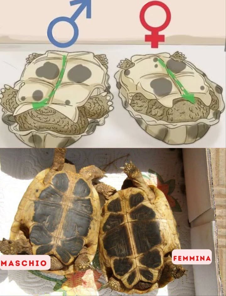 Come distinguere una tartaruga maschio da una femmina 
 Maschio sinistra:
Plastrone parte inferiore del carapace leggermente concavo per facilitare laccoppiamento.
Coda più lunga e spessa.
Orifizio cloacale più distante dal carapace.
 Femmina destra:
Plastrone piatto per facilitare la deposizione delle uova.
Coda più corta e sottile.
Orifizio cloacale più vicino al carapace.
 Conoscere il sesso della tartaruga aiuta a offrire le cure adeguate e a pianificare la riproduzione.