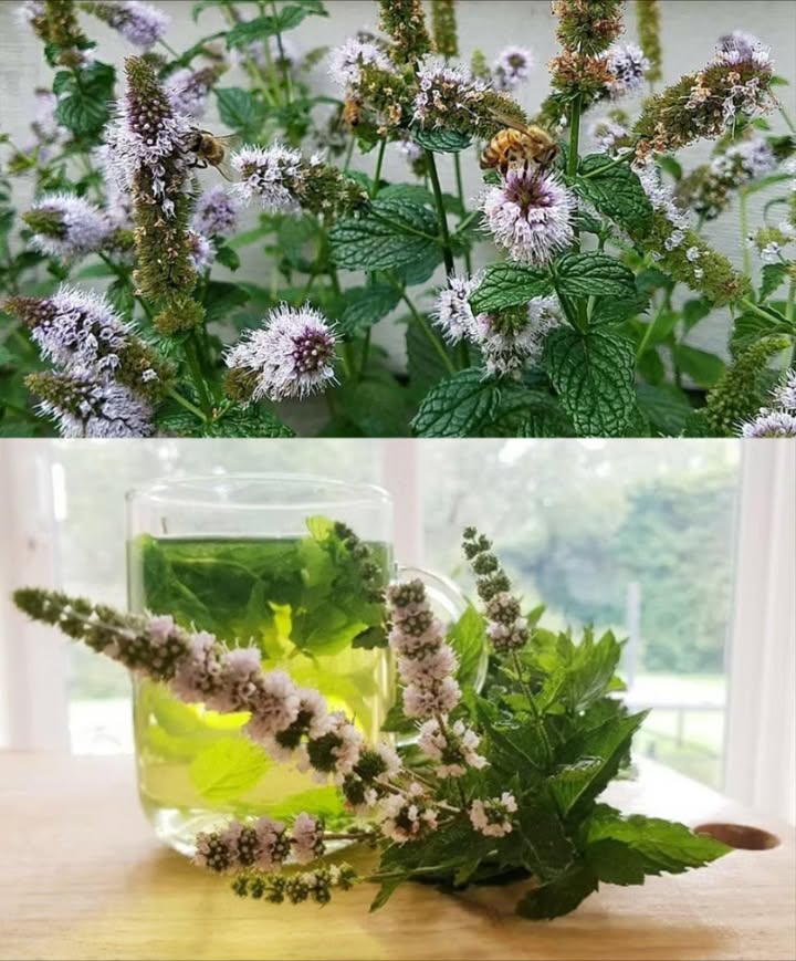 La gente ama la menta, ma non ha idea che il suo vero potere risiede nei suoi fiori…
 Fiori di Menta: Piccoli, Profumati e Ricchissimi di Benefici! 
Non solo foglie! I fiori di menta sono veri alleati del benessere: profumati, terapeutici e versatili. Ecco perché dovresti tenerli sempre a portata di mano 
 Benefici Principali
  Contengono oli essenziali e antiossidanti
 洛 Alleviano mal di testa e tensioni
  Rinfrescano lalito naturalmente
 𥳐 Leniscono tosse e gola irritata
  Favoriscono la digestione e riducono il gonfiore
 易 Stimolano concentrazione e chiarezza mentale
 律 Calmano ansia e stress
 林 Migliorano la pelle acne, irritazioni
  Favoriscono la sudorazione in caso di febbre
 濫 Alleviano nausea e vertigini
 狀 Profumano gli ambienti in modo naturale
  Favoriscono il sonno se usati sotto il cuscino
 醴 Combattono batteri e proteggono le gengive
 烈 Calmano le punture dinsetto
  Liberano il naso chiuso con vapori
  Alleviano i crampi mestruali
 Usi Casalinghi Consigliati
 Tisana rilassante e digestiva
 Fumenti per respirare meglio
 Spray viso rinfrescante e purificante
醴 Collutorio per gengive e alito fresco
 Sacchetti profumati anti-odore e insetti
 Bagno rilassante per corpo e mente
流 Impacchi contro febbre e irritazioni
 Usa solo fiori da fonti sicure. Consulta un medico se sei in gravidanza o sotto farmaci.
 I fiori di menta: profumo, cura e freschezza tutto in un piccolo fiore!