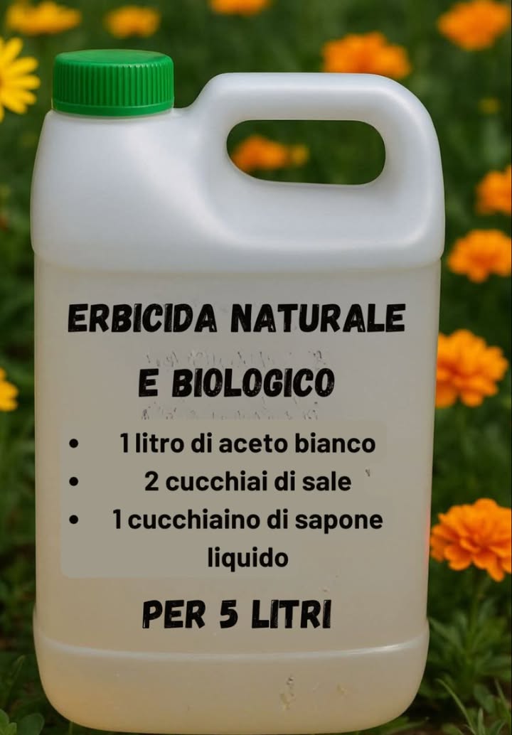 Diserbante Naturale e Casalingo 
Ingredienti:
1 litro di aceto bianco al 5% di acidità o più
2 cucchiai di sale meglio grosso o marino
1 cucchiaino di sapone liquido funge da adesivante
Preparazione:
Versa laceto in una bottiglia o spruzzatore pulito.
Aggiungi il sale e agita finché non si scioglie del tutto.
Unisci il sapone liquido e mescola delicatamente per evitare troppa schiuma.
Modalità di applicazione:
Scegli una giornata soleggiata e senza vento: calore e sole potenziano lefficacia del diserbante.
Spruzza direttamente su foglie e steli delle erbacce, evitando le piante da conservare.
Applica preferibilmente al mattino, così il prodotto agisce per tutta la giornata.
In caso di erbacce resistenti, ripeti dopo 2-3 giorni.