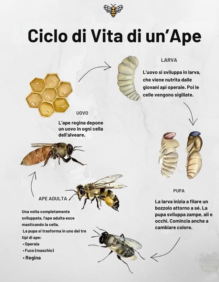 DallUovo allApe Operaia Volante 

Le api vivono vite straordinarie in poche settimane:

 Uovo  deposto singolarmente in ogni cella dellalveare
 Larva  nutrita dalle api nutrici, poi sigillata nella cella
 Pupa  si trasforma nel bozzolo: crescono ali, zampe, occhi
 Adulta  emerge pronta a raccogliere, difendere o guidare lalveare

Ogni ape  operaia, fuco o regina  nasce dallo stesso minuscolo uovo.
 La natura fa il resto.