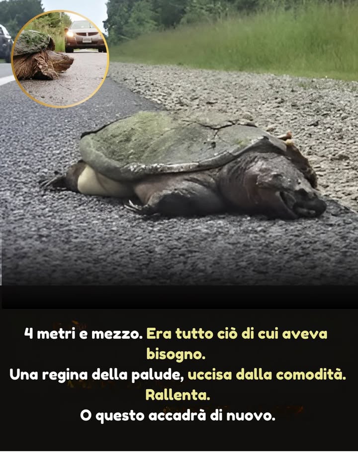 15 anni per crescere, 3 secondi per morire
 Ha superato siccità, predatori e una vita allo stato selvatico
 Tornava sullo stesso sentiero, anno dopo anno, per deporre le uova
 Il suo guscio lha protetta dai lupi di prateria, il suo morso dagli orsi
 Ma non ha potuto fermare due pneumatici e un secondo sguardo
 È morta dissanguata, a soli 4 metri dalla salvezza
 Il suo futuro è morto con lei  uova non schiuse, ignorate

Rallenta. Camminano su questa terra da più tempo di noi.
#ProteggiLaFaunaSelvatica #AttraversamentoTartarughe
