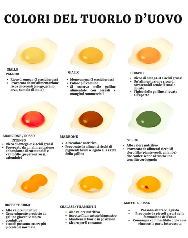 Colori del tuorlo duovo: cosa rivelano sullalimentazione delle galline 讀
 Giallo pallido
 Alimentazione ricca di cereali sorgo, grano, orzo, mais
 Maggior contenuto di omega-3 e acidi grassi
 Giallo classico
 Il più comune
 Galline alimentate con mangimi commerciali
 Meno omega-3
 Dorato
 Ricco di carotenoidi pigmenti vegetali
 Colore intenso, frequente nelle galline allevate allaperto
 Arancio / Rosso intenso
 Alimentazione ricca di carotenoidi e xantofille
 Es.: peperoni rossi, fiori di calendula
 Alto contenuto di omega-3 e acidi grassi
 Bruno
 Più raro
 Legato alla razza o a mangimi pigmentati
 Elevato valore nutritivo
 Verde
 Alimentazione ricca di clorofilla piante verdi, ghiande
 Tuorlo atipico ma commestibile e nutriente
 Altre particolarità
 Tuorlo doppio  Più frequente nelle giovani galline produttive
 Calaza  Filamento bianco che sostiene il tuorlo, innocuo
 Macchie rosse  Piccole emorragie, innocue se rimosse
 Conclusione
Il colore del tuorlo duovo rivela la qualità dellalimentazione e il tipo di allevamento.
Più lalimentazione è varia e naturale, più i tuorli sono ricchi di nutrienti, omega-3 e antiossidanti.