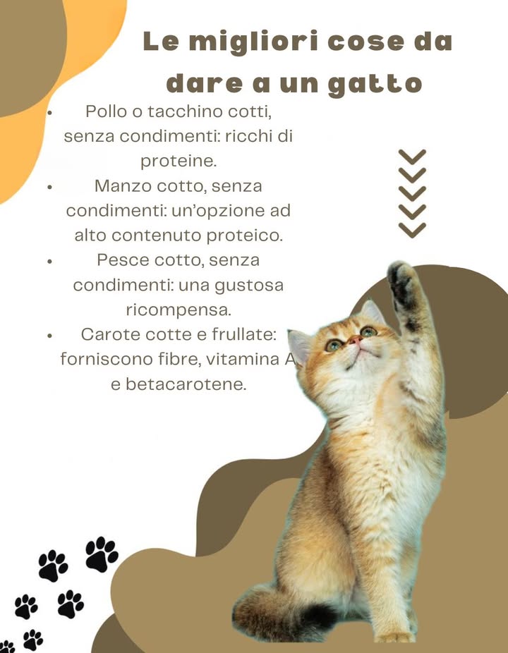 Le migliori cose da dare a un gatto 

 Pollo o tacchino cotti senza condimenti: ricchi di proteine.
數 Manzo cotto senza condimenti: ottima fonte proteica.
 Pesce cotto senza condimenti: una gustosa ricompensa.
凌 Carote cotte e frullate: ricche di fibre, vitamina A e betacarotene.

 Piccoli accorgimenti naturali per mantenere il tuo gatto sano, felice e pieno di energia!