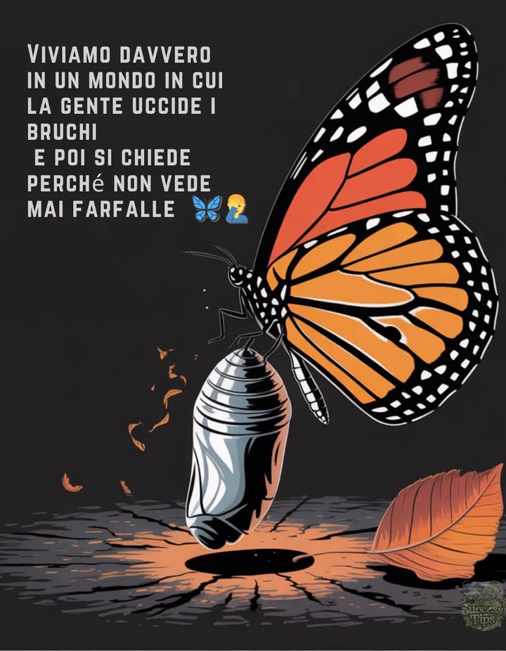 Nessun bruco  = nessuna farfalla 曆 È così semplice.
 Lasciali crescere.
 Pianta specie autoctone ospitanti.
 Evita i pesticidi.
曆 Goditi la magia della natura.