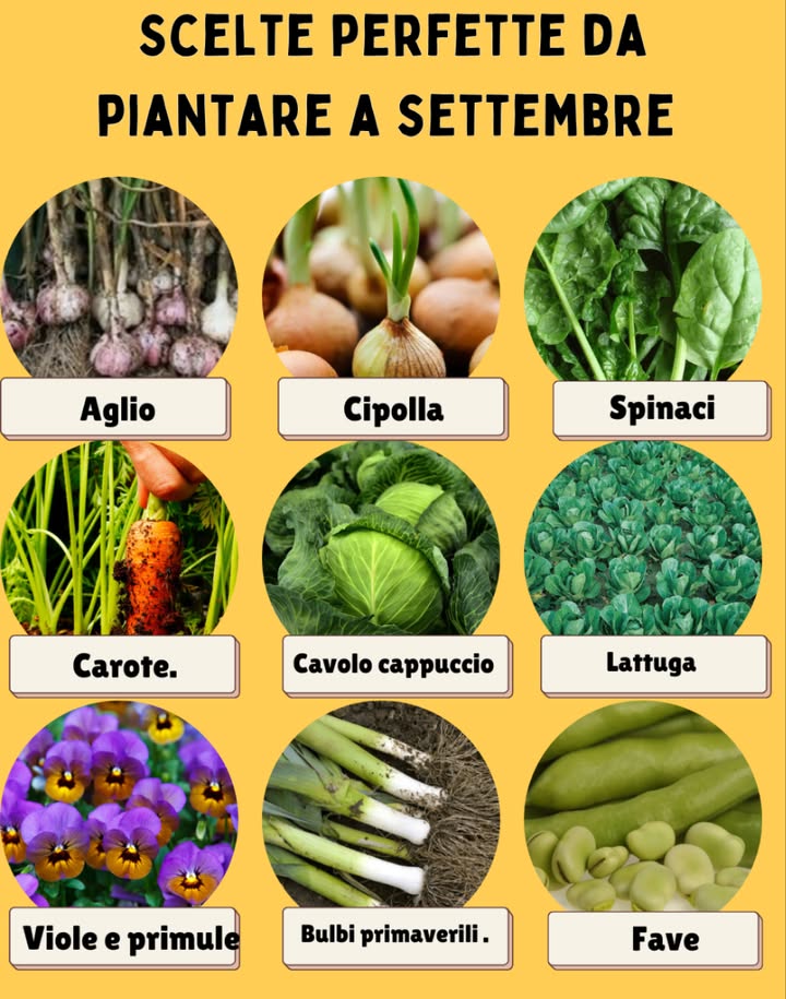 Scelte perfette da piantare a settembre
Settembre è il mese ideale per seminare colture che amano il clima fresco e preparare il terreno per la primavera:

 塞 Lattuga  cresce veloce, perfetta per raccolti continui
 龍 Aglio  piantato ora, sarà pronto la prossima estate
 凌 Carote  radici dolci e resistenti al freddo
  Spinaci  ideali per lautunno, ricchi di ferro
 暈 Cipolle invernali  semina facile per raccolti futuri
 齃 Fave  robuste e produttive nei mesi freddi
 復 Cavolo nero e cappuccio  resistenti e ricchi di nutrienti
  Bulbi primaverili  tulipani, narcisi e giacinti si piantano ora
  Viole e primule  fiori che sfidano il freddo con colore

 Approfitta del clima più mite e del terreno ancora caldo: settembre è il momento giusto per dare una marcia in più al tuo giardino.
