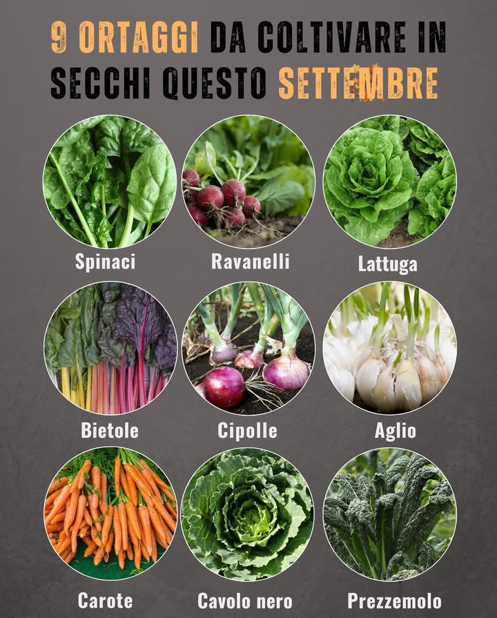 9 Ortaggi da coltivare in secchi questo settembre 画
Perfetti per balconi, terrazze o piccoli spazi!

 Spinaci  crescita rapida, amano il clima fresco
 Ravanelli  pronti in 3 settimane, ideali per principianti
 Lattuga  raccolta continua, basta un secchio da 10 L
 Bietole  colorate, resistenti e produttive
 Cipolle  si adattano bene al vaso, basta il sole
 Aglio  pianta e dimentica: raccolta in primavera
 Carote  scegli varietà corte e secchi profondi
 Cavolo nero  compatto, decorativo e ricco di nutrienti
 Prezzemolo  cresce bene in contenitore e dura a lungo

 Usa secchi da almeno 10-15 L con fori di drenaggio.
 Innaffia con regolarità e posiziona in pieno sole per il massimo risultato.