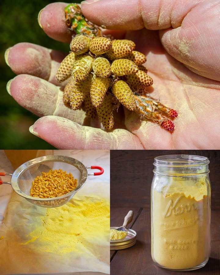 Polline di Pino: la Polvere dOro della Natura 

Da secoli il polline di pino è considerato un superalimento dorato per la sua ricchezza di nutrienti e i suoi effetti rinvigorenti. Nelle antiche tradizioni orientali veniva usato per aumentare lenergia vitale, riequilibrare gli ormoni e sostenere la salute generale del corpo. Oggi la scienza conferma molte delle sue proprietà: è una vera fonte di forza naturale, utile per uomini e donne di ogni età.

 40 Benefici del Polline di Pino

 Stimola naturalmente il testosterone e la vitalità maschile
 Dona energia e riduce la stanchezza
 Migliora la fertilità in entrambi i sessi
 Equilibra gli ormoni e sostiene il benessere femminile
 Rafforza le difese immunitarie
 Aumenta la resistenza fisica e la forza muscolare
 Contrasta linvecchiamento cellulare
 Migliora la pelle, rendendola più elastica e luminosa
 Protegge il fegato e favorisce la depurazione
 Migliora lumore e riduce lo stress
 Sostiene la circolazione e la salute del cuore
 Migliora memoria e concentrazione
 Favorisce la respirazione e la salute dei polmoni
 Stimola il metabolismo e aiuta a mantenere il peso forma
 Rinforza ossa e articolazioni
 Regola la digestione e lappetito
 Sostiene la tiroide e lequilibrio energetico
 Aiuta a dormire meglio
 Favorisce la salute della prostata
 Rinforza capelli e unghie
 Migliora la vista e la salute oculare
 Riduce infiammazioni e dolori articolari
 Aiuta a bilanciare la glicemia
 Favorisce il recupero muscolare dopo lattività fisica
 Protegge da radicali liberi e stress ossidativo
 Migliora la circolazione cutanea, donando luminosità
 Aiuta durante PMS e menopausa
 Sostiene le ghiandole surrenali e la risposta allo stress
 Mantiene sani i reni e il sistema cardiovascolare
 Favorisce il colesterolo buono HDL
 Contrasta la fatica negli anziani
 Agisce come multivitaminico naturale, ricco di zinco, magnesio e vitamine del gruppo B

 Come Raccogliere il Polline di Pino

Trova lalbero giusto: in primavera, i pini maschi producono i piccoli coni gialli amenti.

Raccogli al momento ideale: quando la polvere gialla si libera facilmente al tocco.

Raccogli gli amenti: mettili delicatamente in un sacchetto pulito.

Asciugali: disponili su carta assorbente in luogo asciutto per 12 giorni.

Estrai il polline: sfrega o scuoti gli amenti sopra una ciotola.

Filtra la polvere: passa con un setaccio fine.

Conservalo bene: in barattolo di vetro, al buio e al fresco; puoi anche congelarlo.

 Come Usarlo

 Nel frullato: 1 cucchiaino per una spinta di energia.
 Con miele grezzo: crea una pasta tonificante.
 Sul cibo: spolvera su yogurt, avena o insalate.
 In tisana: mescola in acqua tiepida non bollente.
 In capsule: per unassunzione più pratica.
 In tintura: lascia macerare nel liquore es. vodka per 23 settimane e filtra.

Il polline di pino è un dono potente: inizia sempre con piccole dosi  cucchiaino al giorno e ascolta il tuo corpo. Alcune persone possono essere sensibili o allergiche, quindi è bene provarlo con cautela.

 Una polvere dorata capace di rinforzare corpo e mente, riportando equilibrio ed energia dalla radice della natura.
