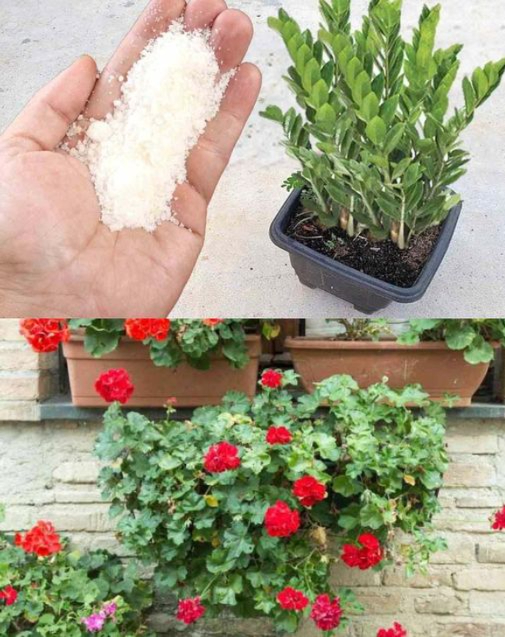 Questo ingrediente amato fa crescere qualsiasi pianta 5 volte più velocemente!
Semplice, naturale e potente  il trucco che trasforma il tuo giardino!

 Ricetta del fertilizzante naturale turbo:
 1 cucchiaio di lievito di birra fresco o secco
 1 cucchiaio di zucchero
 1 litro di acqua tiepida

 Come prepararlo:

Sciogli il lievito nellacqua tiepida

Aggiungi lo zucchero e mescola bene

Lascia riposare per 30 minuti

Innaffia le piante con questa soluzione 1 volta a settimana

 Consigli extra per una crescita esplosiva:
 Offri alla pianta la giusta luce e mantieni la corretta umidità
 Posiziona ogni pianta nel luogo più adatto alle sue esigenze
 Regola la frequenza delle annaffiature in base al tipo di pianta

 Con questo stimolante naturale, le tue piante cresceranno più forti, sane e rigogliose che mai!