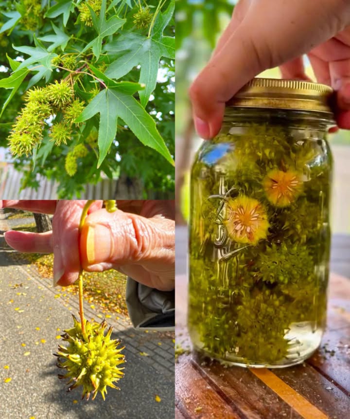 Avere questo albero è meglio che avere loro, ma la maggior parte delle persone lo sottovaluta… 
LAmerican Sweetgum Liquidambar styraciflua  LAlbero Curativo Dimenticato

Con le sue foglie a forma di stella e le palline spinose, lAmerican Sweetgum non è solo un albero ornamentale. 
Nativo del Nord America, questo albero potente è stato usato per secoli dai popoli nativi e dai guaritori tradizionali. Ogni sua parte  foglie, resina e frutti  racchiude proprietà curative naturali utili contro raffreddori, dolori, ferite e infezioni.

 1. Le Foglie  Guaritrici Naturali contro Febbre, Dolore e Infiammazione
喙 Proprietà delle Foglie di Sweetgum

Abbassano la febbre  Aiutano il corpo a raffreddarsi naturalmente.

Leniscono il mal di gola  Azione antinfiammatoria delicata.

Riducono dolori articolari e muscolari  Calmano naturalmente le infiammazioni.

Rafforzano il sistema immunitario  Ricche di antiossidanti.

Calmano irritazioni cutanee  Le foglie pestate alleviano punture e arrossamenti.

Liberano le vie respiratorie  Ottimo effetto espettorante se usate come vapore.

 Come Usarle in Casa

 Tisana di Foglie per febbre e gola
Fai bollire 2 tazze dacqua, aggiungi 35 foglie fresche o 2 cucchiaini di foglie essiccate.
Fai sobbollire 10 minuti, filtra e bevi fino a 2 tazze al giorno.

 Cataplasma di Foglie per dolori o punture
Schiaccia alcune foglie fresche fino a renderle succose.
Applica sulla zona dolorante o irritata e copri con un panno per 1520 minuti.

 Inalazione di Vapore per tosse o congestione
Metti una manciata di foglie in una ciotola con acqua bollente, copri la testa con un asciugamano e inspira per 510 minuti.

 2. La Resina  Il Balsamo Curativo della Natura

La resina, detta anche balsamo di Sweetgum o storace, ha un profumo dolce e proprietà simili a quelle del benzoino e dello styrax. È un vero rimedio antisettico e calmante.

喙 Proprietà della Resina

Guarisce ferite e tagli  Azione antibatterica naturale.

Calma tosse e bronchite  Effetto espettorante delicato.

Lenisce mal di denti  Azione leggermente anestetica.

Allontana gli insetti  Laroma tiene lontane zanzare e mosche.

Rilassa e migliora lumore  Il profumo ha effetto distensivo.

Cura piccole infezioni cutanee  Asciuga foruncoli e irritazioni.

 Come Usarla in Casa

 Balsamo Curativo Naturale
Fai sciogliere piccoli pezzi di resina in 2 cucchiai di olio di cocco o doliva a bagnomaria.
Versa in un vasetto e lascia raffreddare.
 Ottimo per ferite, pelle secca o screpolata.

 Rimedio Naturale per la Tosse
Dissolvi un pezzetto di resina in una tazza di acqua calda con miele e limone.
Bevi lentamente 12 volte al giorno.

 Profumo Antistress
Aggiungi un frammento di resina in un bruciatore dessenze o acqua calda e lascia diffondere laroma rilassante.

烈 Repellente Naturale
Strofina una piccola quantità di resina su polsi o caviglie: allontana insetti e zanzare.

 3. Il Frutto  Piccole Sfere Spinose dal Grande Potere

I frutti del Sweetgum, con i loro semi interni, sono una miniera di principi antivirali e depurativi. Non si mangiano crudi, ma si possono usare in infusi o preparati naturali.

喙 Proprietà dei Frutti

Combattono raffreddore e influenza.

Migliorano la salute dei polmoni.

Rinforzano il sistema immunitario.

Calmano disturbi digestivi.

Riducono infiammazioni e dolori articolari.

Aiutano a depurare lorganismo.

 Come Usarli in Casa

 Tisana Antivirale per tosse e influenza
Rompi 12 frutti secchi e falli bollire in 3 tazze dacqua per 15 minuti.
Filtra e bevi 1 tazza due volte al giorno.

 Sciroppo Antivirale Fai-da-te
Fai bollire 2 frutti schiacciati in 2 tazze dacqua fino a ridurre della metà.
Filtra, aggiungi 1 tazza di miele e conserva in barattolo di vetro.
 1 cucchiaino al giorno durante la stagione influenzale.

 Bagno Rilassante per Dolori
Lascia in infusione alcuni frutti in acqua calda per 20 minuti, poi versa il liquido nel bagno.
Ottimo per rilassare muscoli e articolazioni.

 Avvertenza Importante

Questo testo ha scopo informativo ed educativo. Non sostituisce il parere medico.
Consulta sempre un professionista prima di usare piante o rimedi naturali, specialmente in gravidanza, allattamento o in presenza di patologie o farmaci.

 In sintesi:
LAmerican Sweetgum non è solo un albero ma una farmacia naturale vivente.
Le sue foglie abbassano la febbre, la resina guarisce e calma, e i frutti proteggono da raffreddori e infezioni.
Un dono antico della foresta, pronto a riportare equilibrio e benessere  direttamente dalla natura.