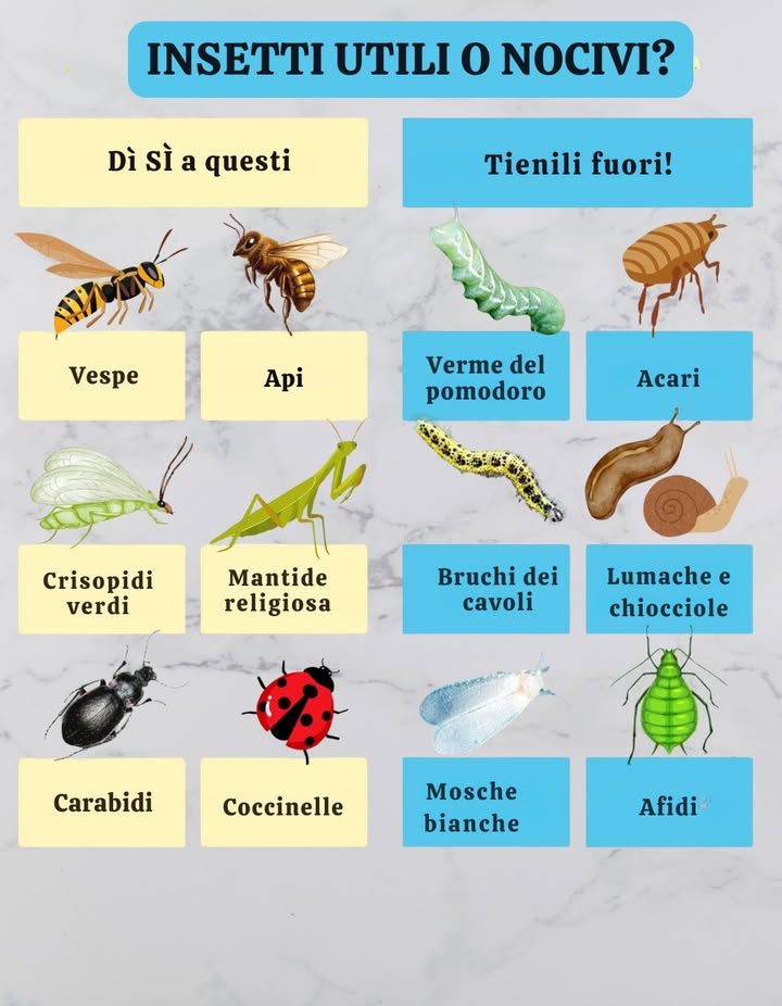 Non tutti gli insetti sono dannosi! Alcuni sono ottimi alleati dellorto, altri possono causare gravi danni alle piante.

 InsettI utili da favorire
 Api  Impollinatori fondamentali che aumentano la produzione di frutta e ortaggi.
烈 Vespe parassitoidi  Attaccano parassiti come bruchi e afidi.
聯 Crisopidi e Mantidi religiose  Predano afidi, bruchi e altri insetti a corpo molle.
者 Coleotteri terricoli e Coccinelle  Predatori naturali di afidi, limacce e altri insetti dannosi.

 Insetti nocivi da tenere lontani
 Nottue del pomodoro e del cavolo  Rosicchiano le foglie e distruggono le colture.
 Acari  Piccoli ma dannosi, provocano ingiallimento e indebolimento delle piante.
 Lumache e Chiocciole  Si nutrono di giovani piantine e verdure a foglia.
烈 Mosche bianche e Afidi  Succhiano la linfa, indeboliscono le piante e diffondono malattie.

 Consiglio pratico: attira più insetti utili piantando calendule, aneto e lavanda. Tieni lontani i nocivi con consociazioni mirate e metodi di controllo biologico.