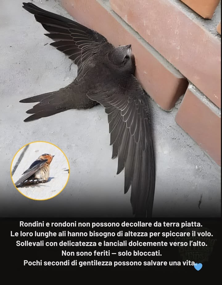 Se trovi una rondine o un rondone a terra:
 Non farti prendere dal panico  non è malato né in fin di vita.
 Questi uccelli non riescono a decollare da superfici piatte; le loro ali sono fatte per il cielo, non per lasfalto.
 Hanno solo bisogno di un piccolo aiuto e di un po di altezza per spiccare il volo in sicurezza.
 Non lanciarli mai  solleva semplicemente la mano o lasciali partire da una superficie morbida e rialzata.
 In pochi secondi ritroveranno le ali e torneranno in aria.
 Un gesto di gentilezza può salvare una vita.

 Ogni rondine che torna a volare ci ricorda che anche le vite più piccole e fragili meritano una seconda possibilità.