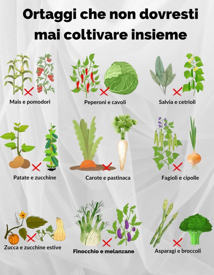 Evita di Abbinare Queste Piante per Non Compromettere la Crescita 

Alcuni accoppiamenti di piante possono causare crescita stentata, problemi di parassiti o competizione per i nutrienti. Ecco cosa evitare:

 Mais e pomodori: attirano gli stessi parassiti, come la verme dellorecchio del mais.
 Peperoni e cavoli: possono rallentarsi a vicenda per le loro necessità di terreno incompatibili.
 Salvia: inibisce lo sviluppo dei cetrioli.
 Patate e zucchine: entrambi richiedono molti nutrienti e spazio, creando sovraffollamento.
 Carote e pastinache: competono sotto terra, riducendo i raccolti.
 Fagioli: rilasciano composti che possono danneggiare le cipolle.
 Finocchio: interferisce con lo sviluppo delle radici delle melanzane.

 Pianifica saggiamente per mantenere il tuo giardino sano e produttivo!