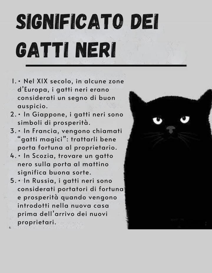 SIGNIFICADO DE LOS GATOS NEGROS

En el siglo XIX, en algunas zonas de Europa, los gatos negros eran considerados un signo de buen augurio.

En Japón, los gatos negros son símbolos de prosperidad.

En Francia, se les llama gatos mágicos: tratarlos bien trae suerte a su dueño.

En Escocia, encontrar un gato negro en la puerta por la mañana se interpreta como buena suerte.

En Rusia, los gatos negros son considerados portadores de fortuna y prosperidad cuando se les introduce en una nueva casa antes de la llegada de los propietarios.