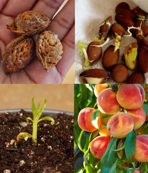 Come coltivare un pesco a partire dal seme 

Estrai i semi da pesche mature e lasciali asciugare per una settimana.

Metti i semi in ammollo in acqua per 24 ore.

Avvolgi i semi idratati in carta assorbente umida e poi in un foglio di alluminio. Riponili in frigorifero per 5 settimane stratificazione a freddo.

Prepara un vaso con terriccio ben drenante, pianta i semi e coprili leggermente con terra.

Posiziona il vaso in un luogo luminoso, con luce solare indiretta, mantenendo il terreno sempre umido.

Seleziona la piantina più vigorosa ed elimina le più deboli.

Trapianta la piantina scelta in un vaso più grande o allaperto quando raggiunge circa 25 cm di altezza.

 Con pazienza e cura, avrai un bellissimo pesco coltivato da seme!