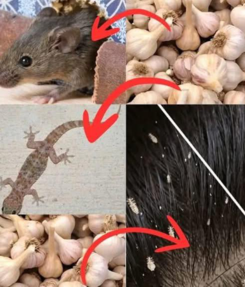 Laglio non serve solo per i tuoi piatti è unarma naturale potente.
Invece di usare prodotti chimici contro topi, mosche, pidocchi, scarafaggi e altro, usa laglio.
È una soluzione biologica, efficace, economica ed ecologica.
Si usa da secoli ma oggi molti lo ignorano.

Allontanare i topi
Metodo: schiaccia alcuni spicchi daglio, avvolgili nel cotone e mettili negli angoli.
Effetto: lodore agisce come barriera invisibile. I topi scappano.

Respinge le mosche
Metodo: frulla aglio con acqua, filtra e spruzza su porte e finestre.
Effetto: le mosche non sopportano lodore e non tornano.

Eliminare i pidocchi
Metodo: applica una pasta daglio con un po dacqua sul cuoio capelluto.
Effetto: soffoca pidocchi e uova senza chimici.

Scacciare gli scarafaggi
Metodo: aglio schiacciato in contenitori sotto il lavello e negli angoli bui.
Effetto: si disorientano e se ne vanno.

Allontanare le lucertole
Metodo: applica pasta daglio agli ingressi di casa.
Effetto: barriera olfattiva. Non si avvicinano.

Tenere lontane le zanzare
Metodo: spruzza aglio con acqua intorno alla casa.
Effetto: repellente naturale. Sonno tranquillo.

Il futuro è nella semplicità.
Laglio è hacking ecologico: meno veleni, più buon senso.
Trasforma la tua casa in una zona libera senza chimici.