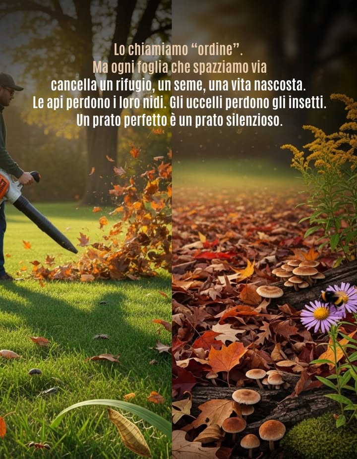 Ogni volta che rimuoviamo le foglie o tagliamo lerba troppo corta, cancelliamo i micro-habitat che nutrono e proteggono innumerevoli specie  dalle api selvatiche alle farfalle che svernano.

 Come aiutare:
 Lascia le foglie sotto alberi e arbusti
 Permetti allerba di crescere un po più libera
 Evita prodotti chimici e soffiatori a benzina

Un piccolo disordine crea grandi rifugi per la fauna selvatica. 
#ProtezioneHabitat #SostieniLaNatura