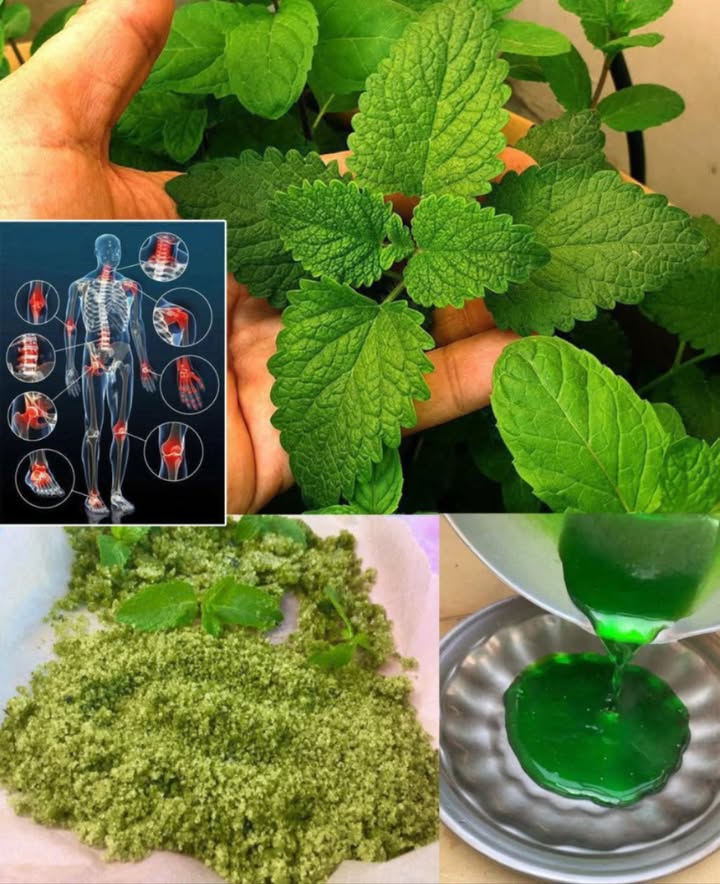 Questa pianta cresce nella maggior parte dei giardini, ma molti non sanno che è un vero tesoro…
 Menta: il piccolo miracolo verde per corpo e mente 

Rinfrescante, profumata e ricca di proprietà benefiche, la menta è molto più di una semplice erba aromatica. Ecco perché dovrebbe avere un posto fisso nella tua routine naturale:

 Benefici straordinari della menta
  Favorisce la digestione e allevia gonfiore e crampi
  Libera le vie respiratorie grazie al mentolo
  Combatte lalito cattivo e protegge la salute orale
  Rinforza il sistema immunitario con potenti antiossidanti
  Riduce stress e ansia con il suo aroma rilassante
  Lenisce acne, irritazioni e arrossamenti cutanei
  Stimola la digestione e aiuta a controllare lappetito
 易 Migliora memoria e concentrazione con la sua essenza stimolante
 洛 Calma mal di testa e tensioni muscolari
 烈 Allontana zanzare e formiche in modo naturale

 5 usi sorprendenti della menta
  Tisana digestiva con foglie fresche o essiccate
  Zucchero alla menta per aromatizzare dolci e frutta
  Sciroppo profumato per cocktail e limonate
  Olio infuso per cucinare o massaggi rilassanti
  Tonico viso naturale per una pelle fresca e purificata

 Unerba semplice con mille poteri: coltivala in casa, essiccala, usala ogni giorno!