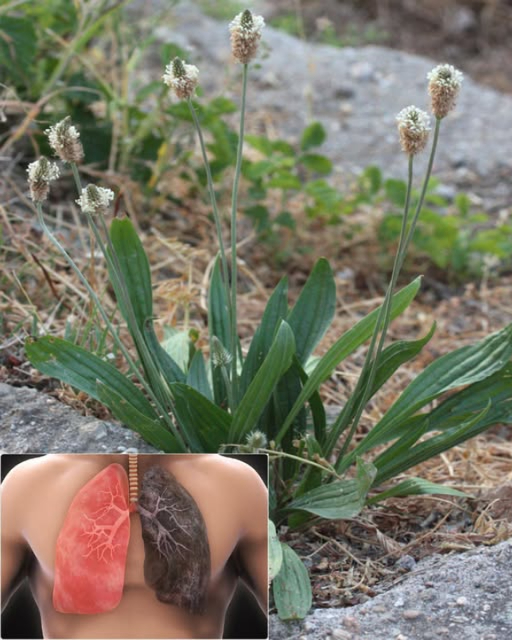 Spesso scambiata per unerbaccia perché cresce ovunque, ma ha il potere di svuotare gli ospedali…
 Plantago lanceolata  Pianta selvatica, benefici straordinari!
 Benefici principali
 Calma tosse, bronchite e libera il muco
 Riduce infiammazioni muscolari e articolari
啕 Cicatrizza e disinfetta piccole ferite
 Lenisce punture e scottature
 Migliora digestione e regolarità intestinale
 Rafforza le difese naturali
 Lenisce mal di gola ottimo per gargarismi
 Favorisce la diuresi e la salute urinaria
 Aiuta il fegato a eliminare tossine
蠟 Riduce allergie respiratorie
醴 Combatte gengiviti e rinfresca lalito
 Protegge i vasi sanguigni
 Calma crampi e spasmi
 Migliora laspetto della pelle acne, luminosità
匿 Proprietà antimicrobiche naturali
 Come usarla
 Tisana: infusione di foglie fresche o secche 510 min
喙 Impacco: foglie schiacciate su pelle o ferite
 Olio/pomata: macerato in olio vegetale
綾 In cucina: foglie giovani in zuppe o insalate
醴 Collutorio: infuso tiepido per igiene orale
遼 Detox: frullato con acqua  limone
 Usare con cautela: chiedi sempre consiglio medico, specialmente in gravidanza o con patologie.
 Una pianta comune con poteri straordinari: semplice, utile e 100% naturale!