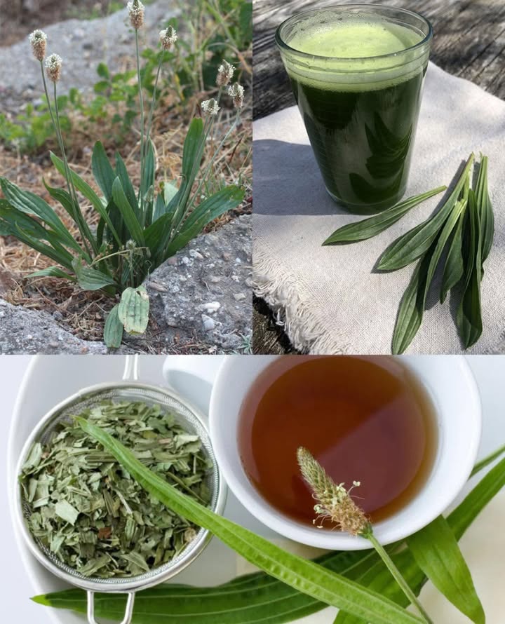 Questa MEDICINA GRATUITA sta crescendo ovunque, ma la maggior parte delle persone è alloscuro di tutto
 Plantago lanceolata: la pianta dimenticata che guarisce tutto
Unerba spontanea potente, versatile e insostituibile nella tua farmacia verde 

 Sollievo per tosse e bronchiti
Espettorante naturale: libera i bronchi e calma lirritazione respiratoria.

 Antinfiammatorio profondo
Combatte gonfiori, dolori muscolari e articolari. Ottima contro lartrite.

啕 Cicatrizzante e antisettica
Ferma il sanguinamento, disinfetta le ferite e accelera la rigenerazione della pelle.

 Lenitiva per la pelle
Perfetta su scottature, punture, eritemi e acne: calma e rigenera.

 Digestione serena
Allevia gonfiori, crampi, acidità e favorisce il transito intestinale.

 Scudo immunitario
Ricca di antiossidanti, rinforza le difese e combatte virus e batteri.

 Calma il mal di gola
Gargarismi con linfuso leniscono e disinfettano la gola infiammata.

 Amica delle vie urinarie
Diuretica naturale: elimina tossine e previene infezioni urinarie.

 Depurativa epatica
Sostiene il fegato nella disintossicazione quotidiana.

蠟 Contro le allergie
Riduce infiammazioni nasali e sintomi delle allergie stagionali.

醴 Igiene orale naturale
Combatte alito cattivo, gengiviti e batteri grazie al collutorio vegetale.

 Cuore protetto
Migliora la salute cardiovascolare con antiossidanti e proprietà vasoprotettrici.

 Antispasmodica efficace
Riduce crampi e spasmi muscolari in modo naturale.

 Pelle più bella e sana
Combatti acne e imperfezioni con impacchi e lavaggi quotidiani.

裂 Antimicrobico naturale
Difesa contro funghi, batteri e infezioni della pelle o interne.

 Come usarla in modo semplice e casalingo
 Tisana depurativa: 5-10 min in infusione con foglie fresche o secche
 Compressa curativa: foglie schiacciate su ferite o punture
 Olio infuso: ottimo per dolori muscolari, scottature, eczema
綾 In cucina: foglie giovani in zuppe, insalate o saltate in padella
 Collutorio erboristico: infuso come risciacquo gengivale e antibatterico
 Bevanda detox: frullato con limone, acqua e foglie fresche

 Attenzione: sempre raccogliere in zone pulite e lontane da inquinamento.
Consulta il tuo medico prima delluso terapeutico, soprattutto in gravidanza o con terapie in corso.

 Plantago lanceolata: una pianta umile ma dalla potenza straordinaria..