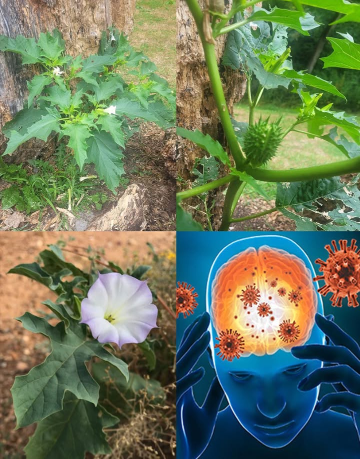 Datura: Bellezza Mortale nel Giardino 

 Il genere Datura, chiamato anche Tromba del Diavolo o Mela Spinosa, affascina con i suoi grandi fiori esotici ma nasconde un grave pericolo: ogni sua parte è altamente tossica.

 Perché tenere le distanze

Contiene alcaloidi tropanici atropina, scopolamina, iosciamina.

Alterano il sistema nervoso centrale causando allucinazioni, paralisi e persino la morte.

Né contatto né ingestione: il rischio è serio per persone e animali.

 Specie più comuni

Datura stramonium erba del diavolo, mela spinosa
 Fiori bianchi/viola, capsule spinose. Estremamente pericolosa.

Datura metel corno dellabbondanza
 Fiori grandi e ornamentali, usata nella medicina tradizionale, ma velenosa.

Datura inoxia fiore della luna
 Profumata, si apre di notte. Spesso confusa con specie innocue.

Datura ferox mela spinosa a lunghe spine
 Frutti molto spinosi. Tra le più tossiche in assoluto.

 Consiglio finale: ammira la sua bellezza da lontano, ma non coltivarla in spazi accessibili a bambini o animali domestici.